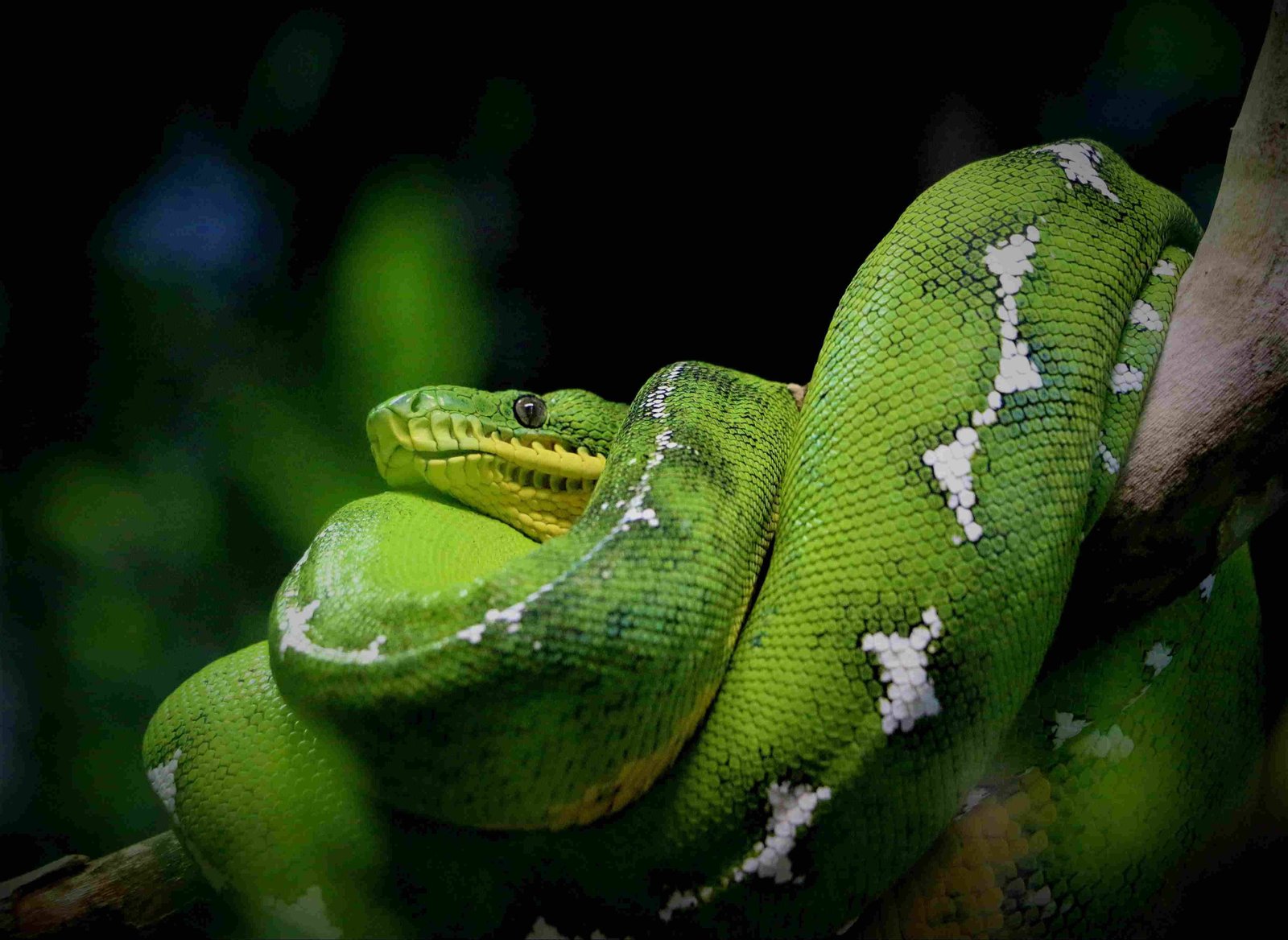 Green Anaconda