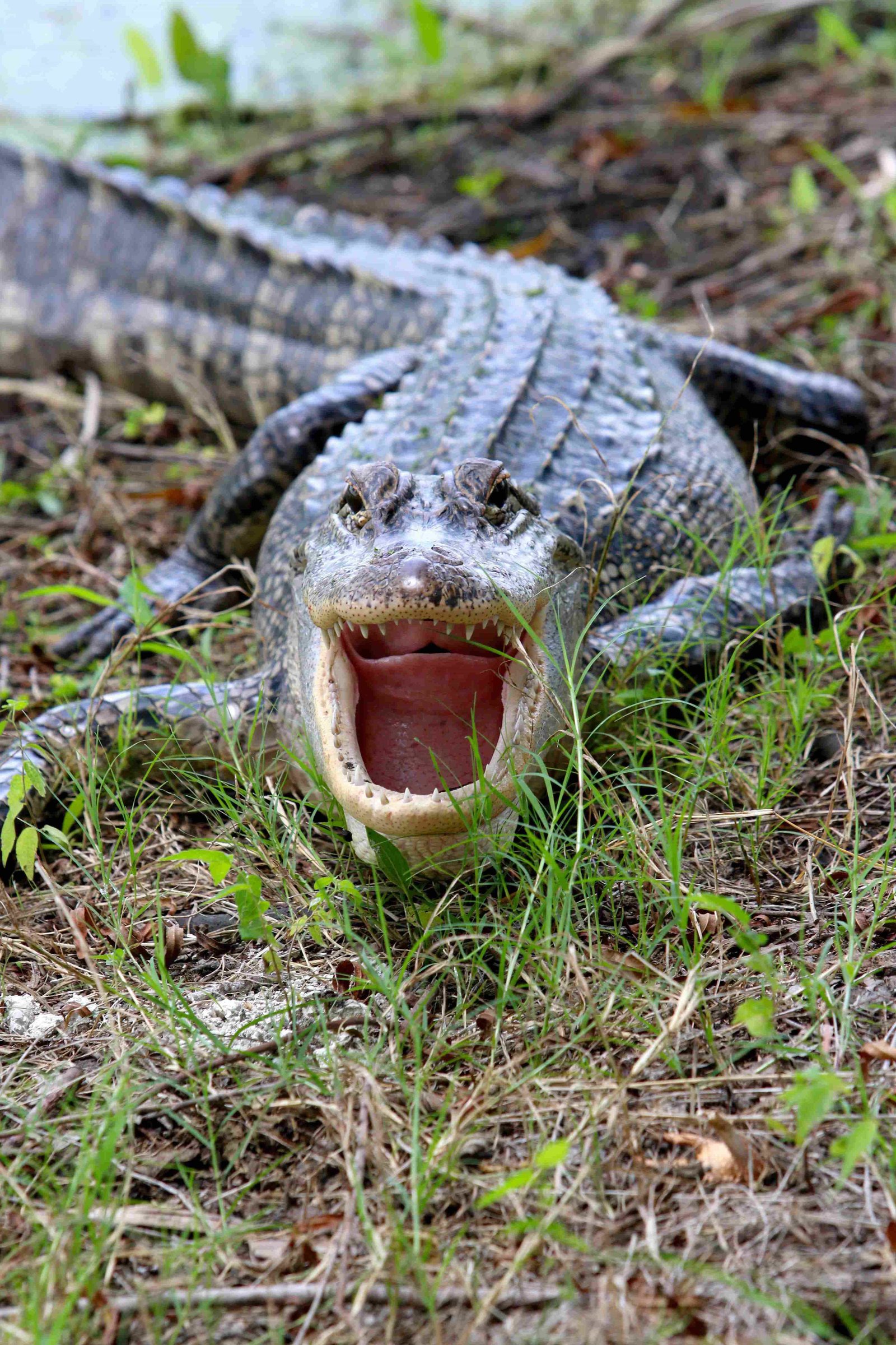American Alligators