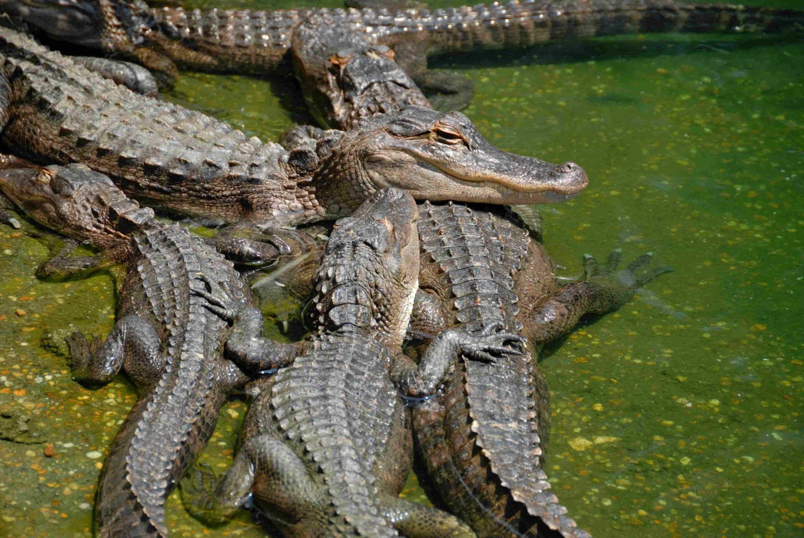 American Alligators