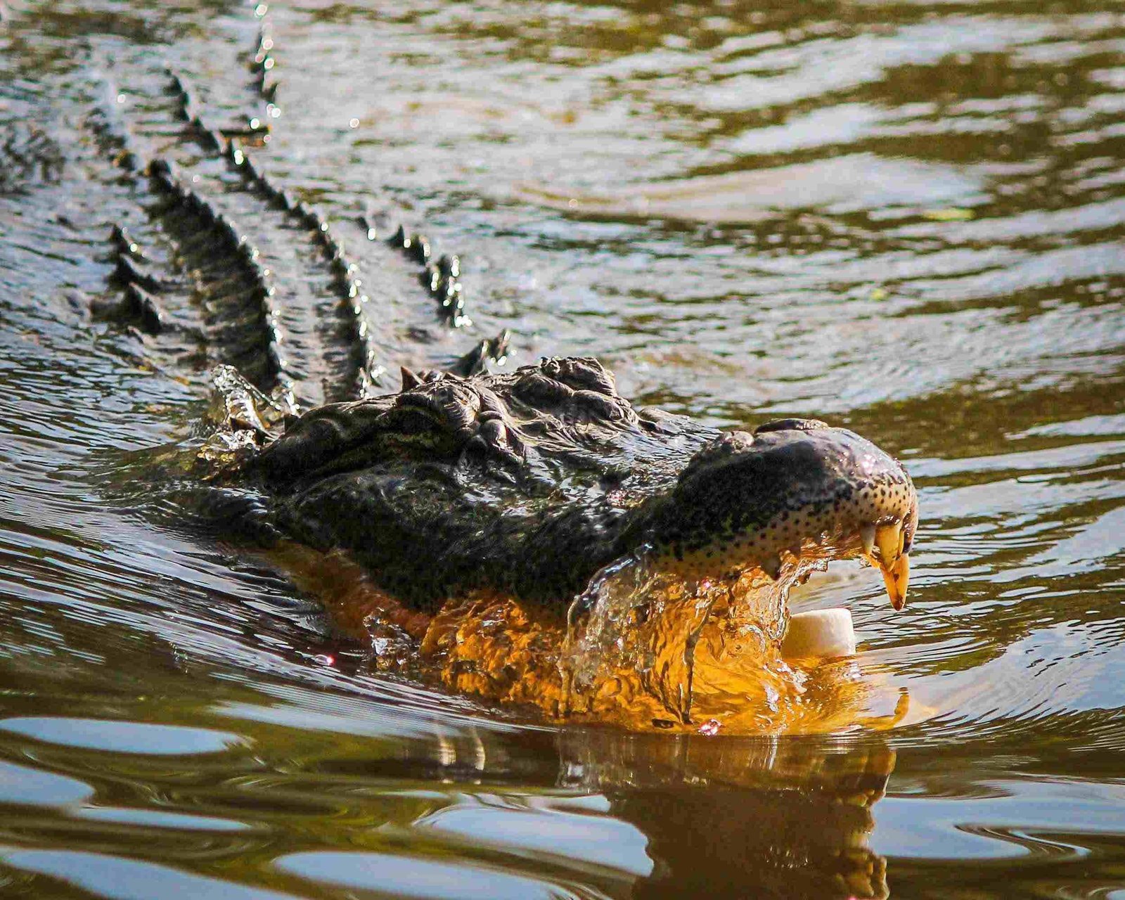 American Alligators