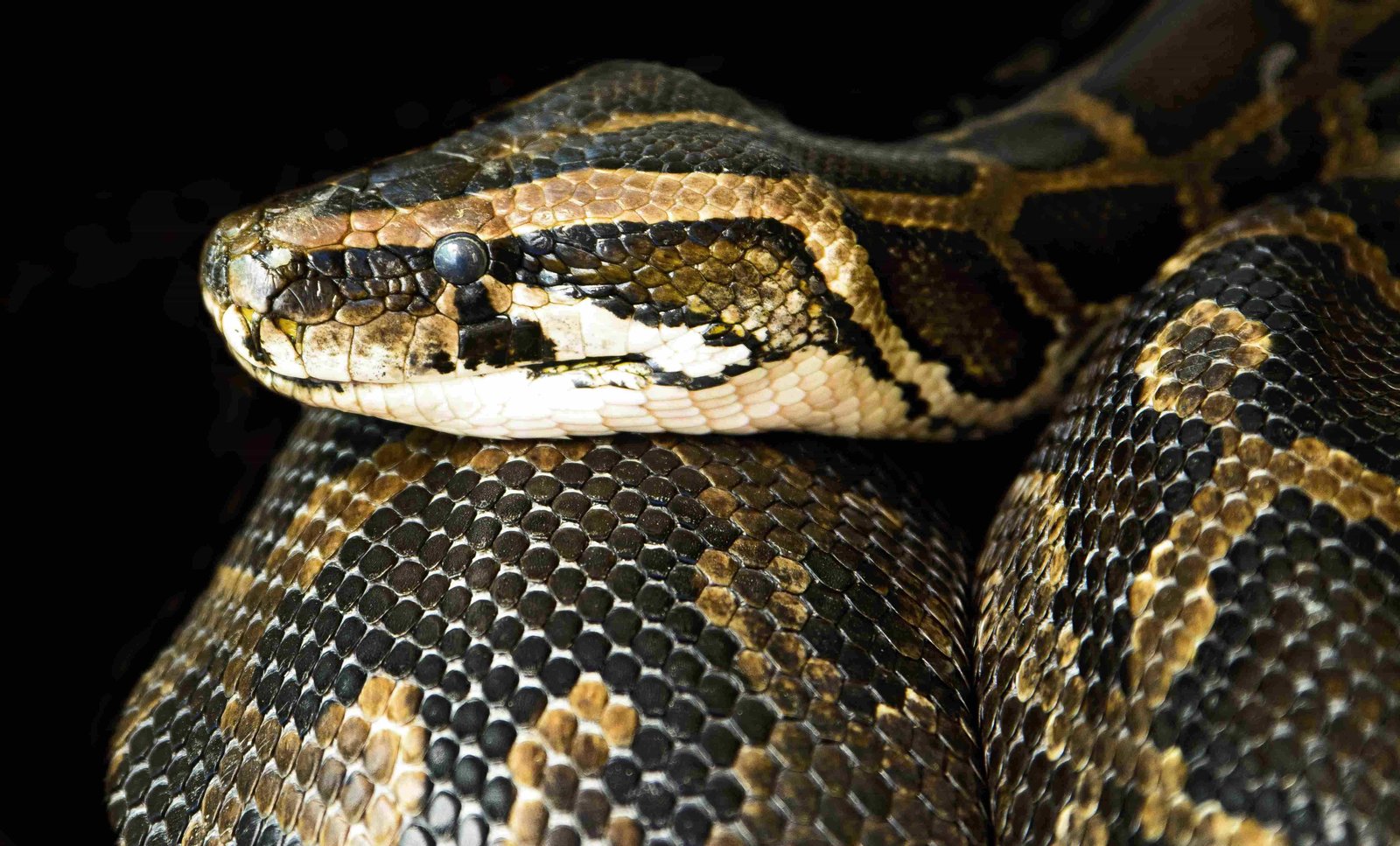 Boa Constrictor