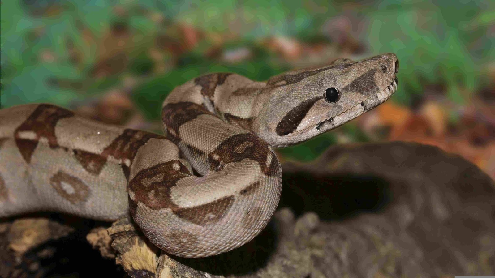 Boa Constrictor