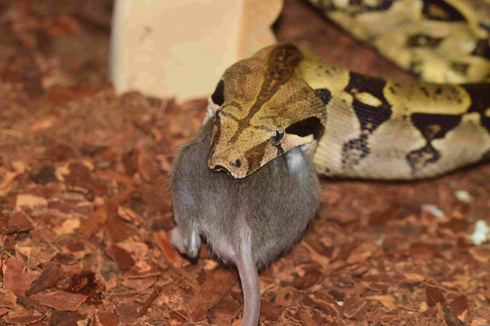 Boa Constrictor