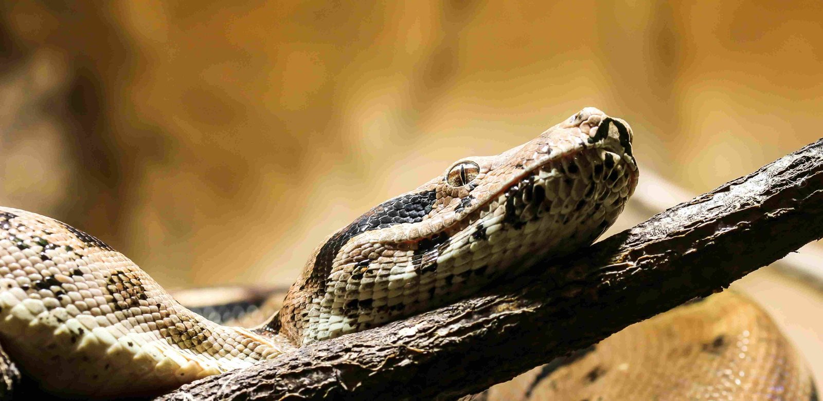 Boa Constrictor