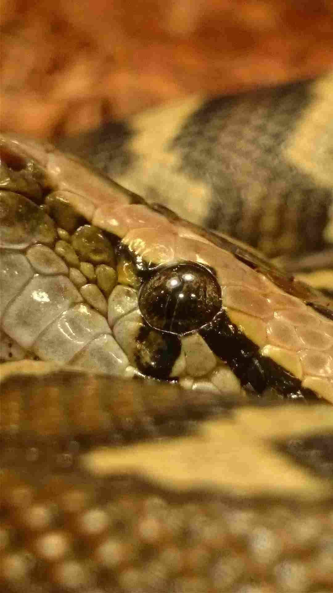 Burmese Python