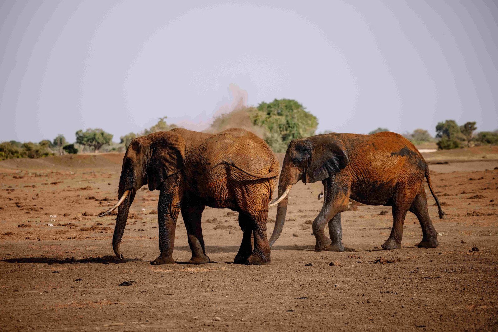 African elephants