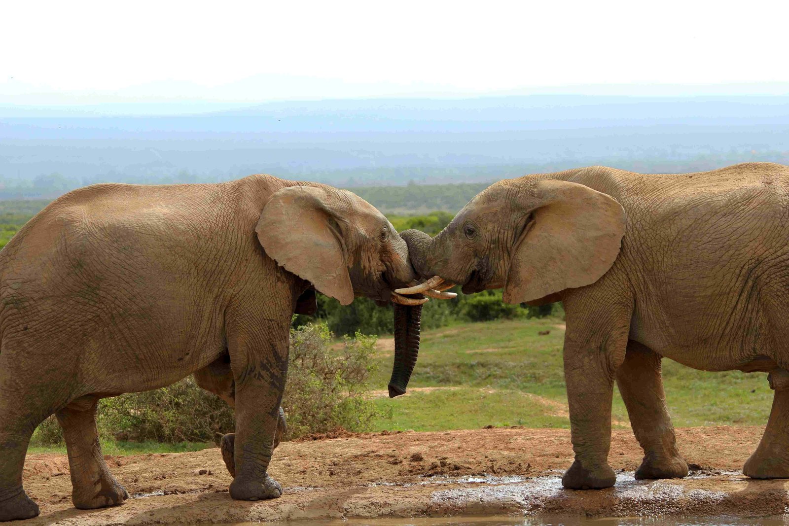 African elephants