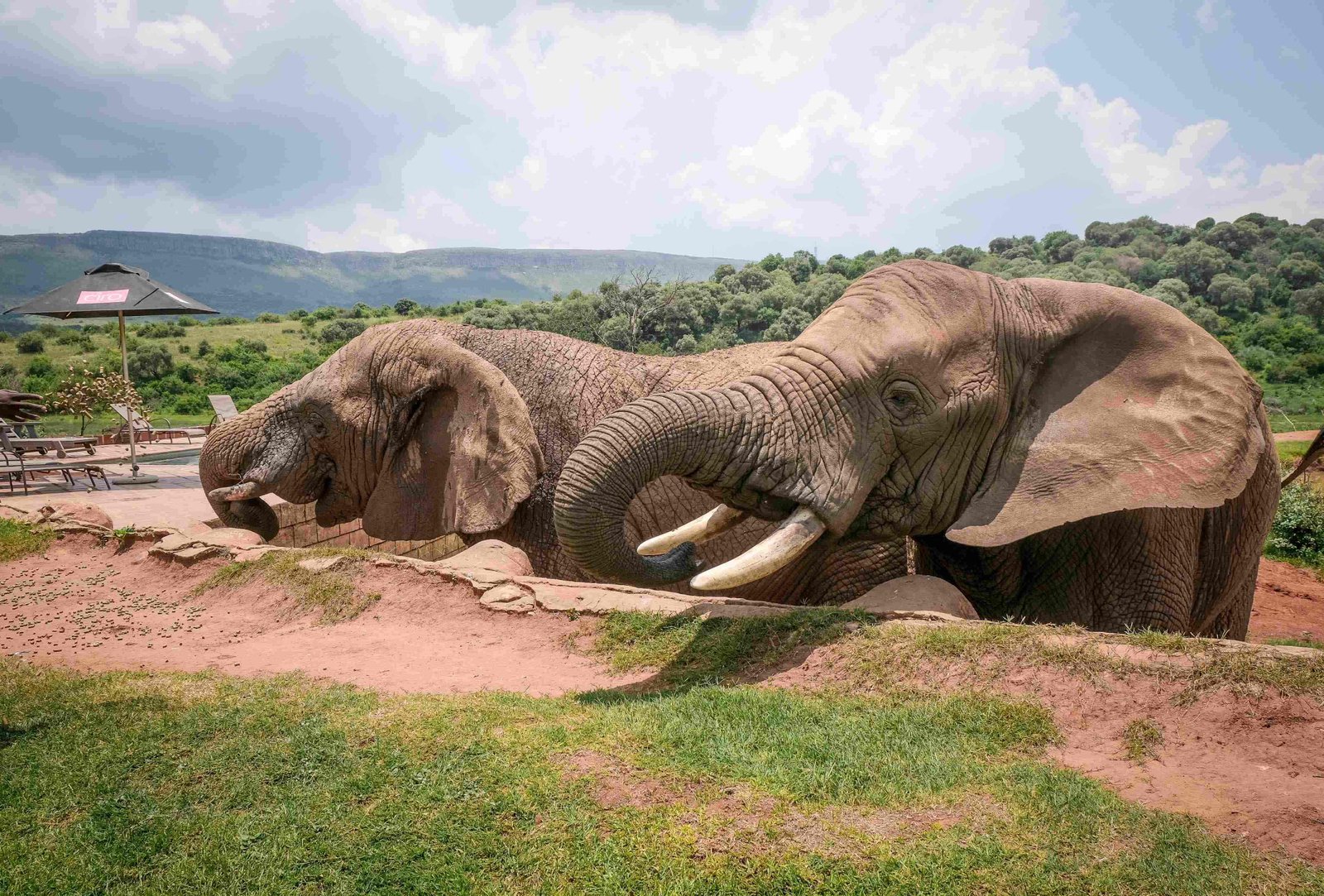 African elephants