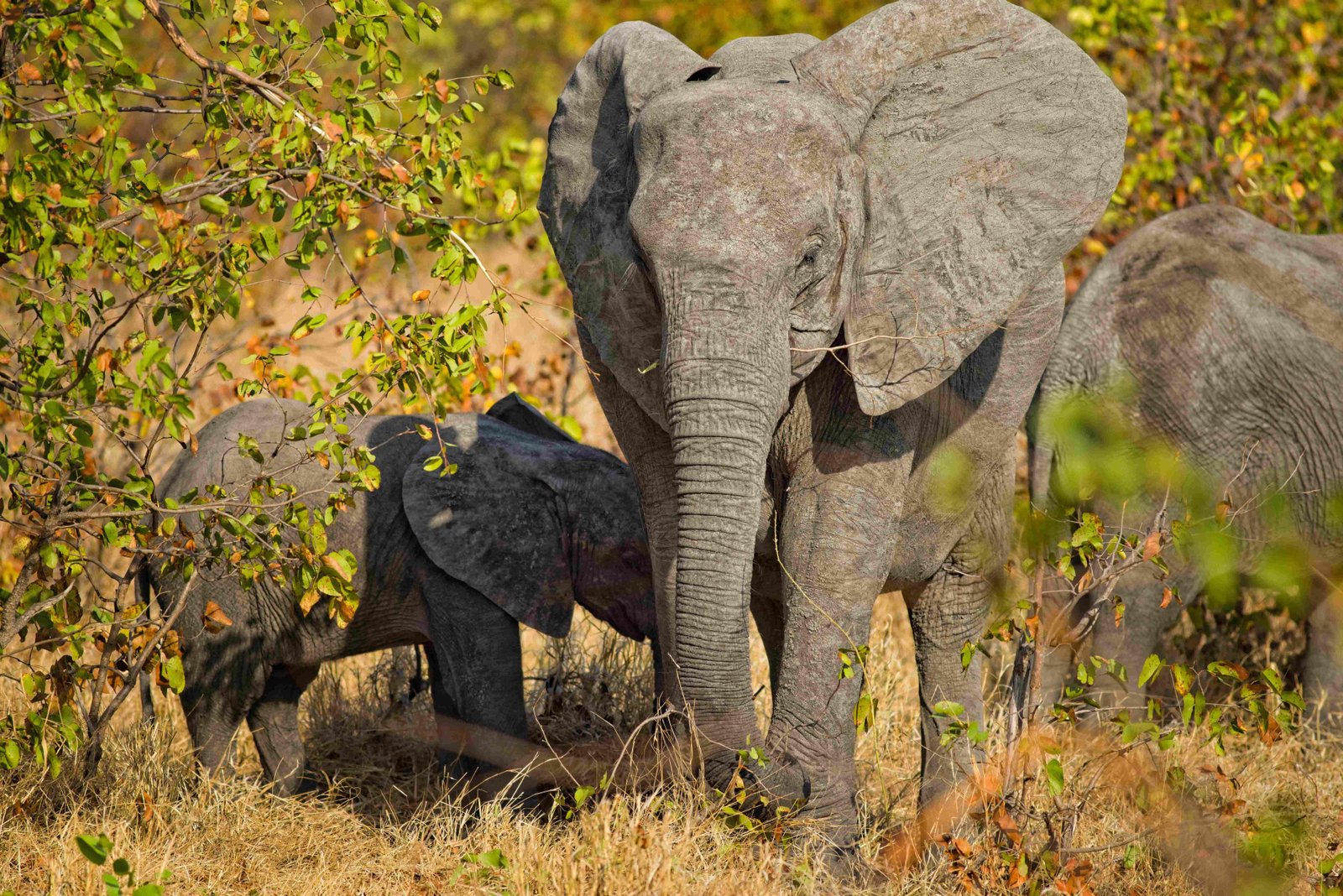 African elephants