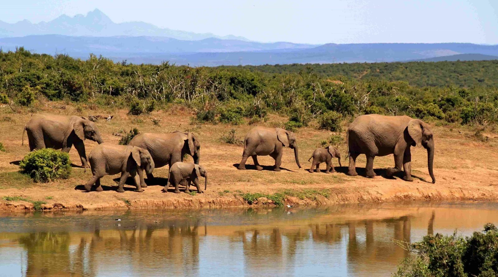 African elephants