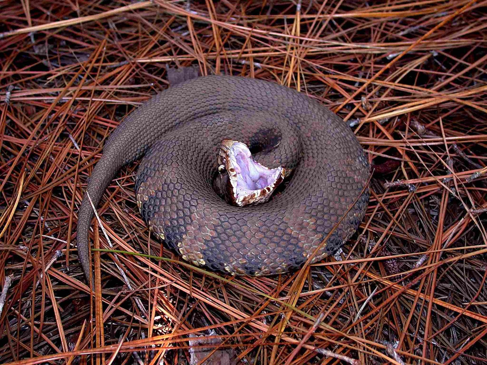 Cottonmouth, Water Moccasin
