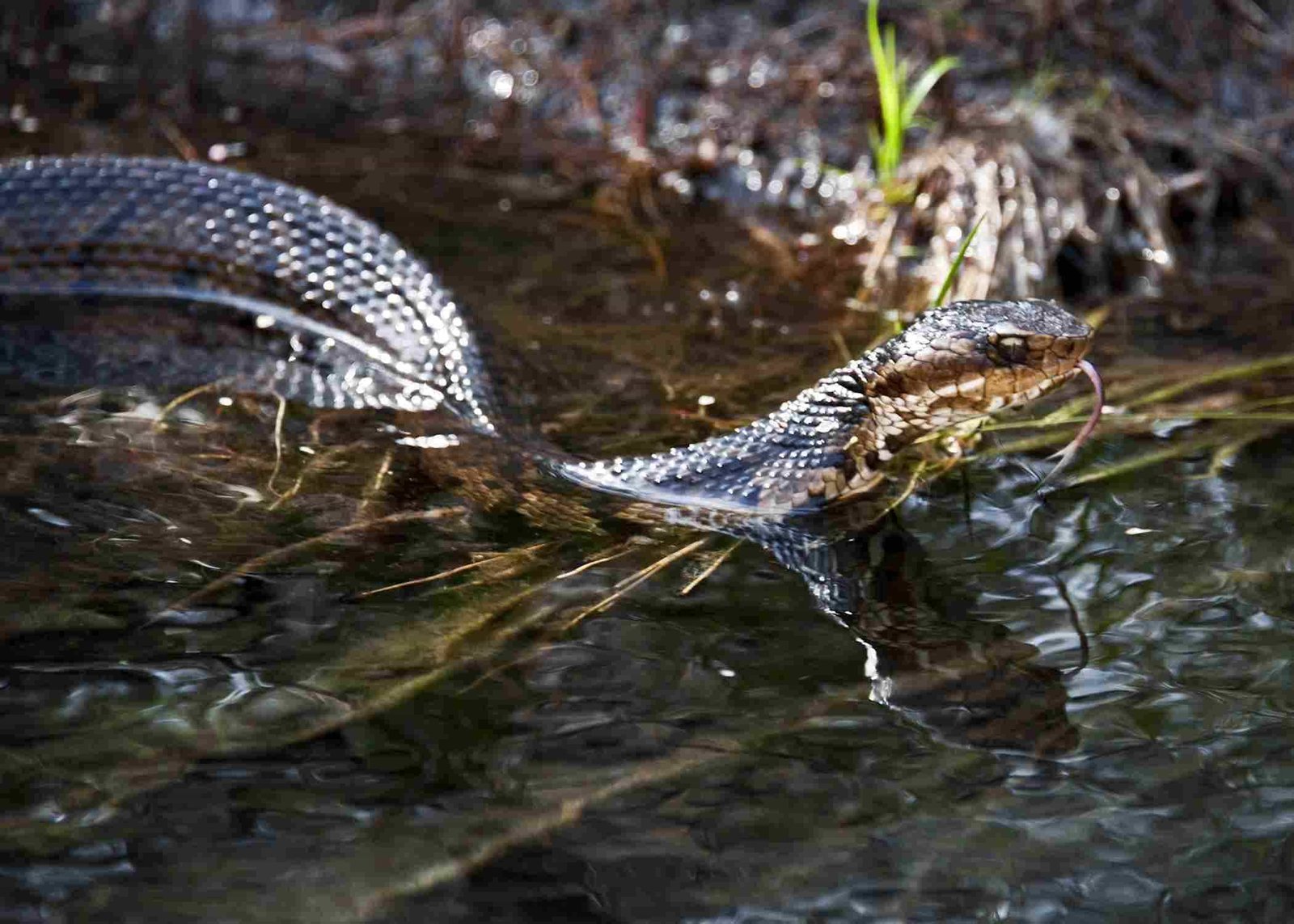 Cottonmouth, Water Moccasin