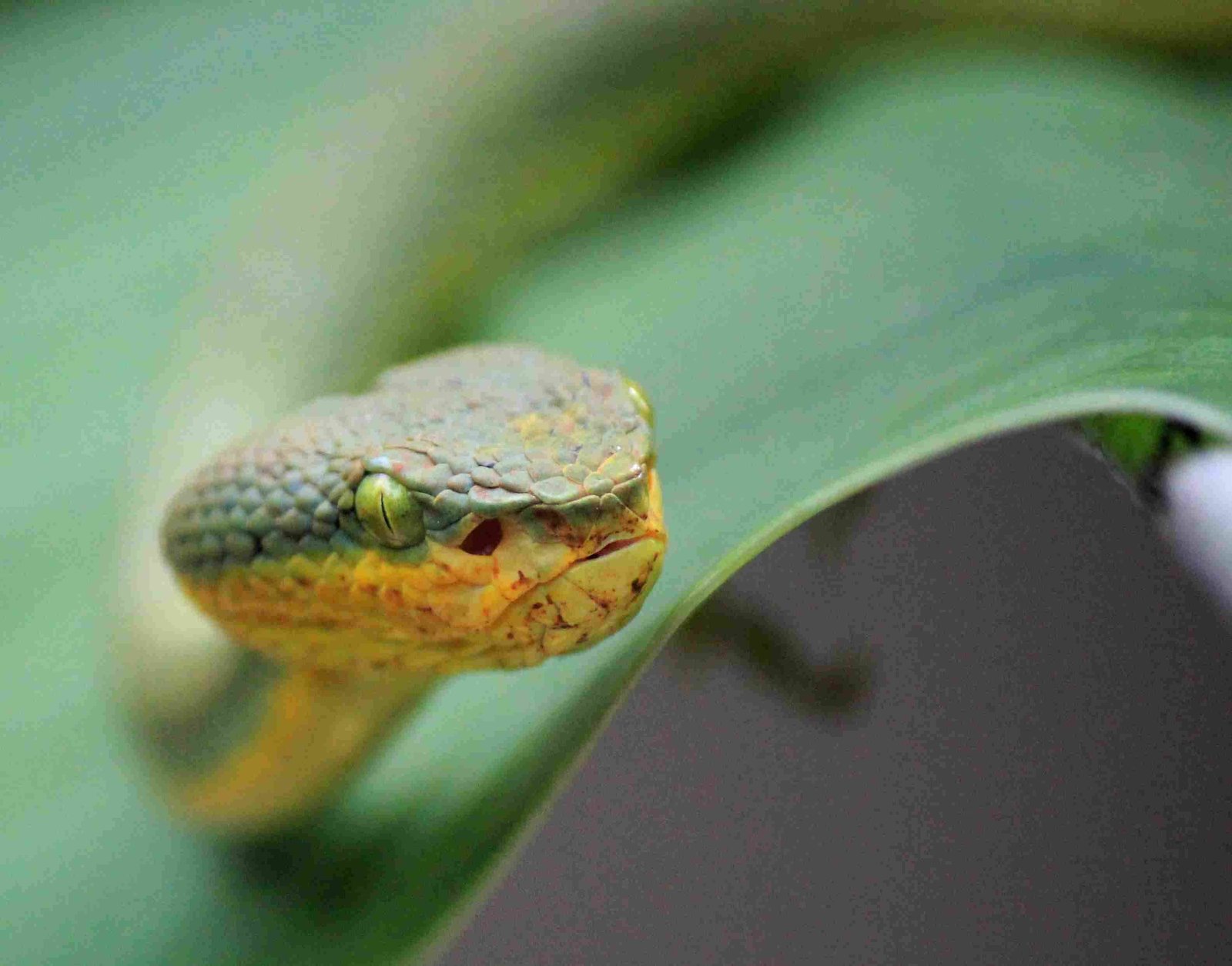 Bamboo Pit Viper