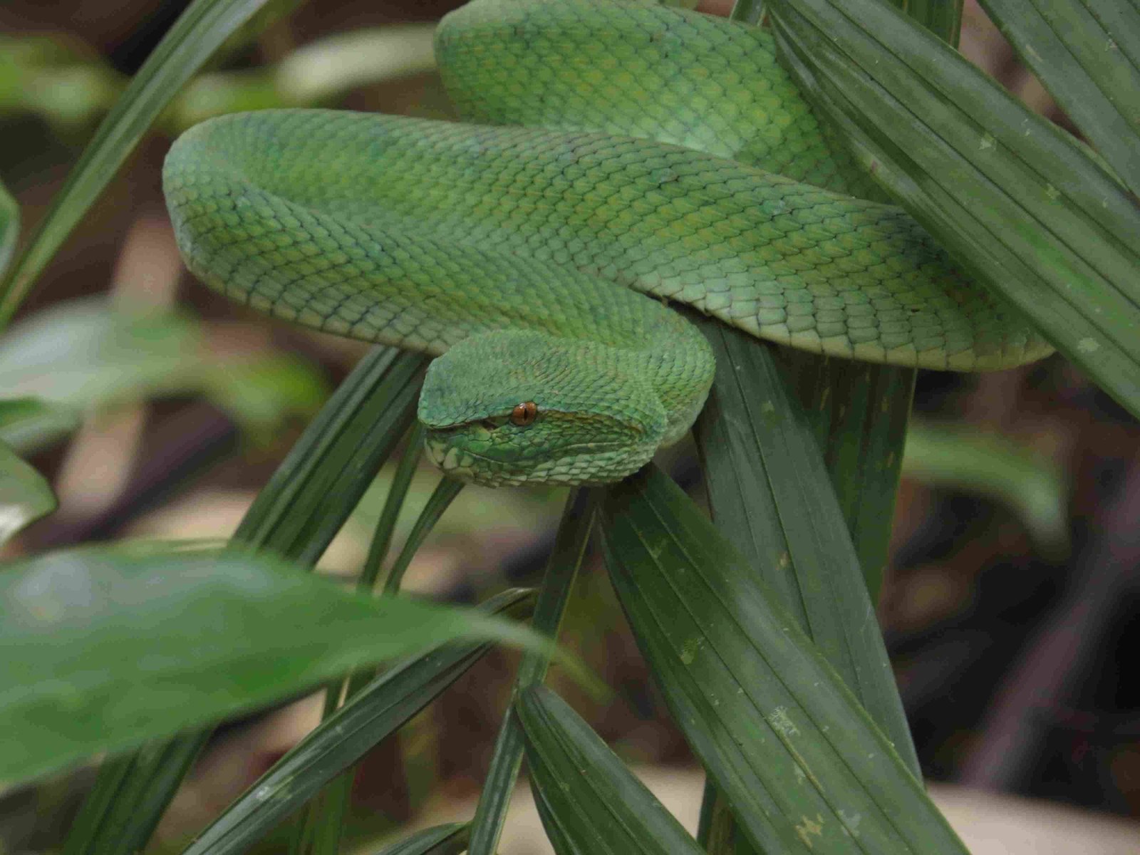 Bamboo Pit Viper