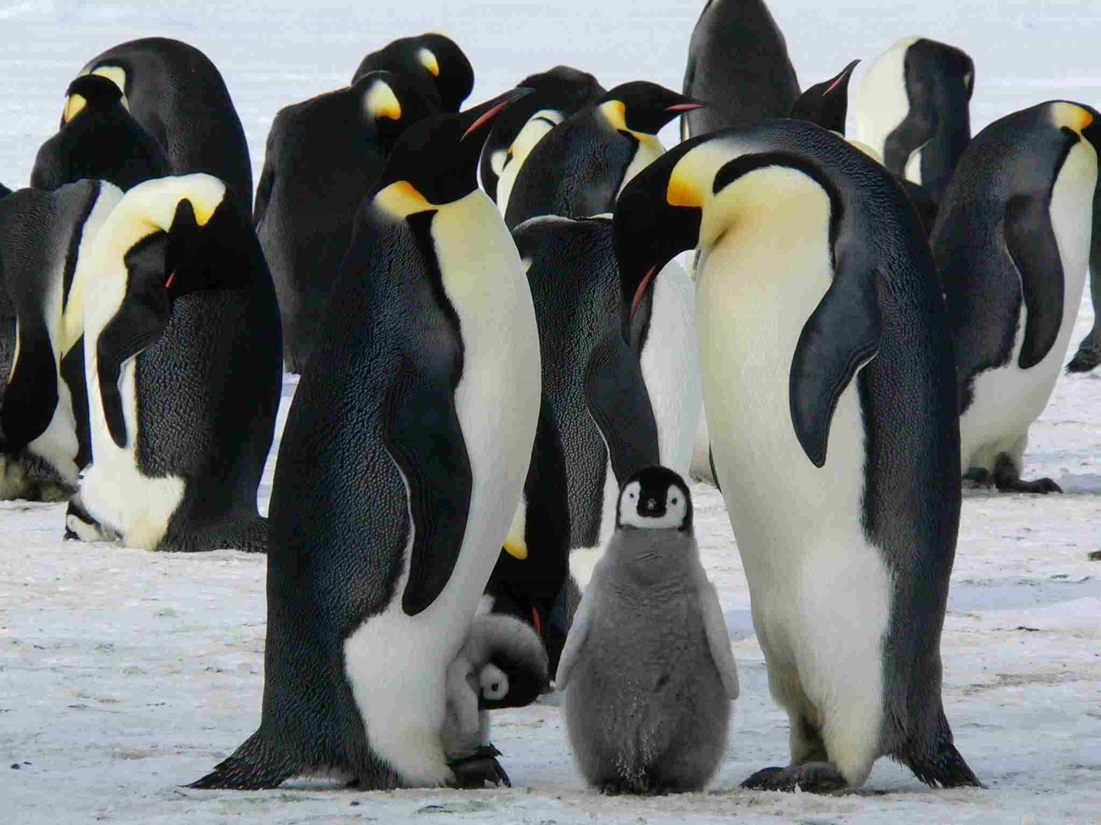 Adélie Penguins