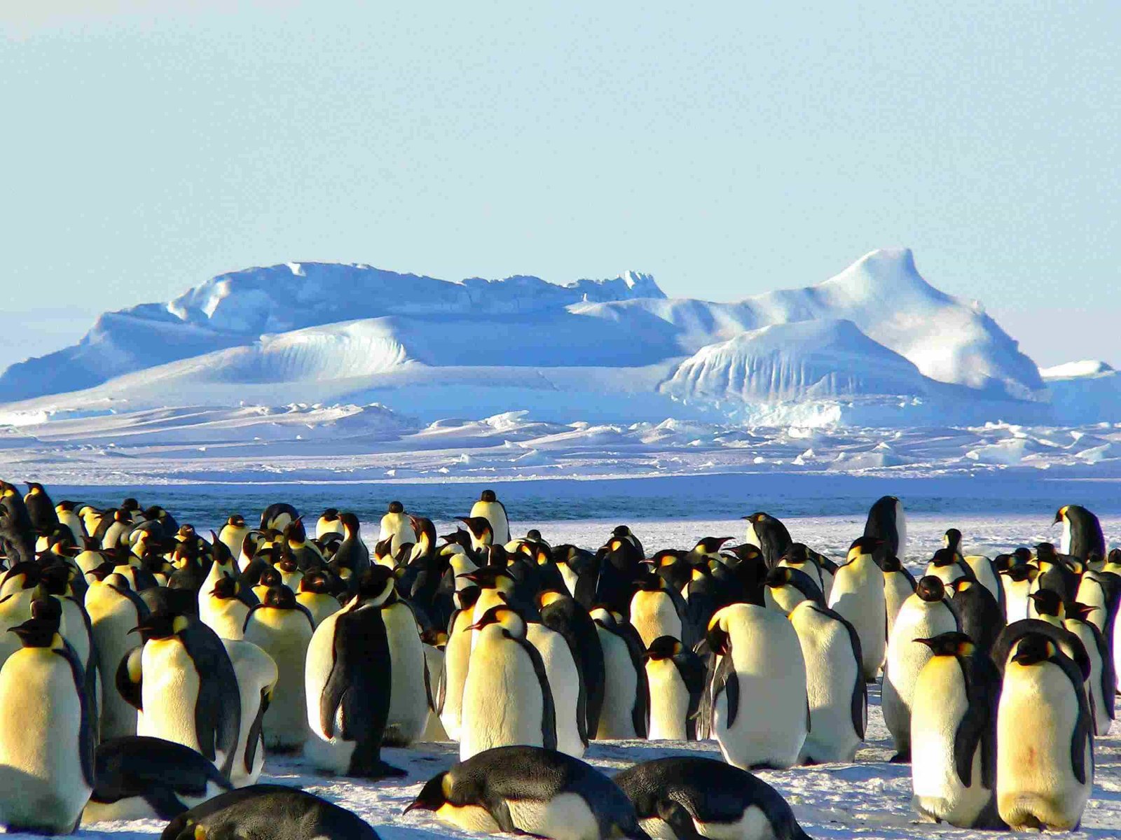 Adélie Penguins