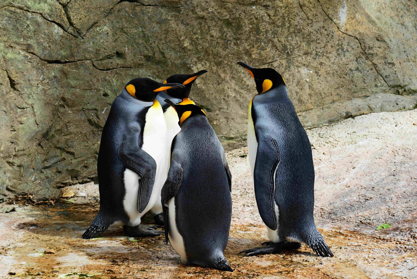 Adélie Penguins