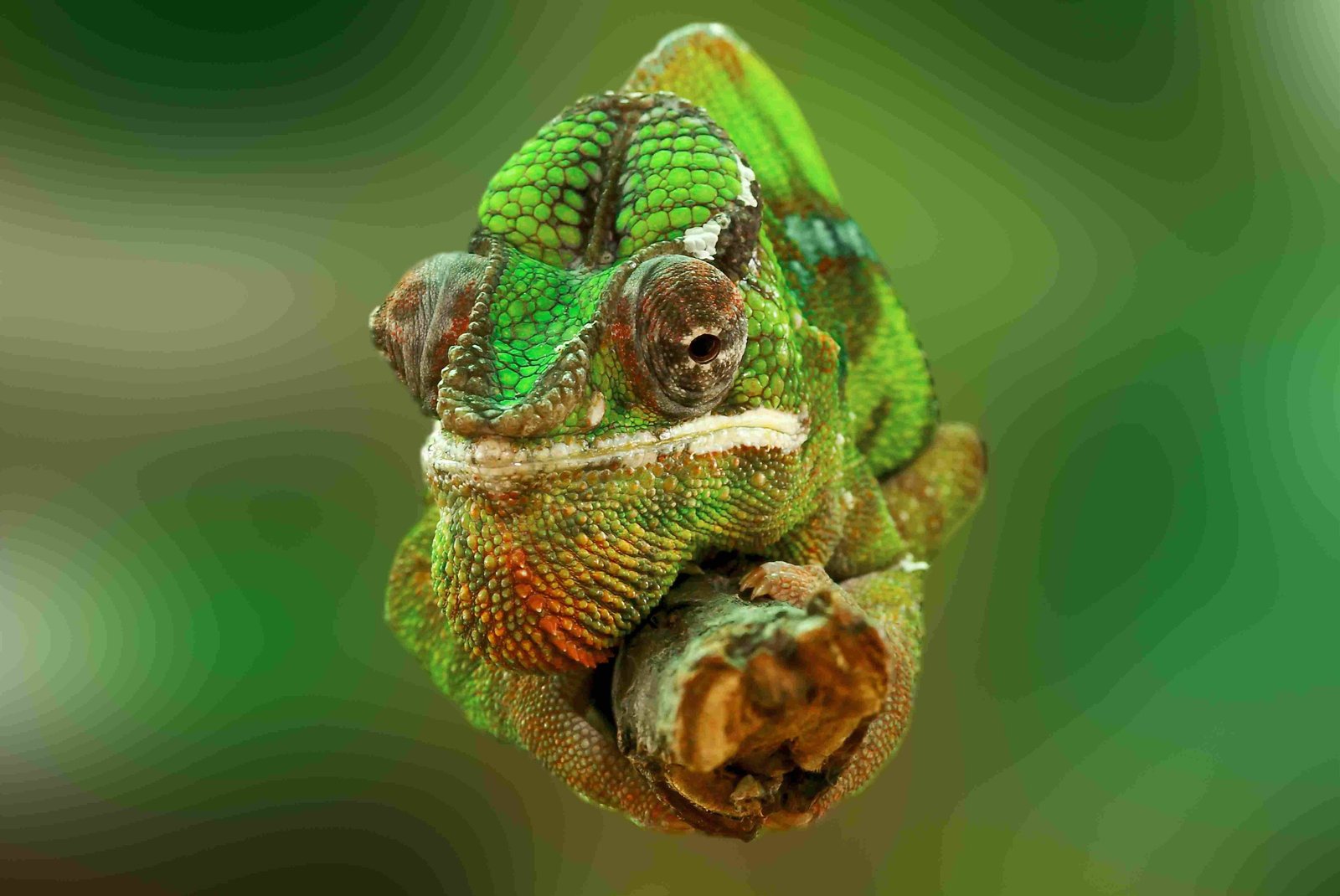 Meller's Chameleon