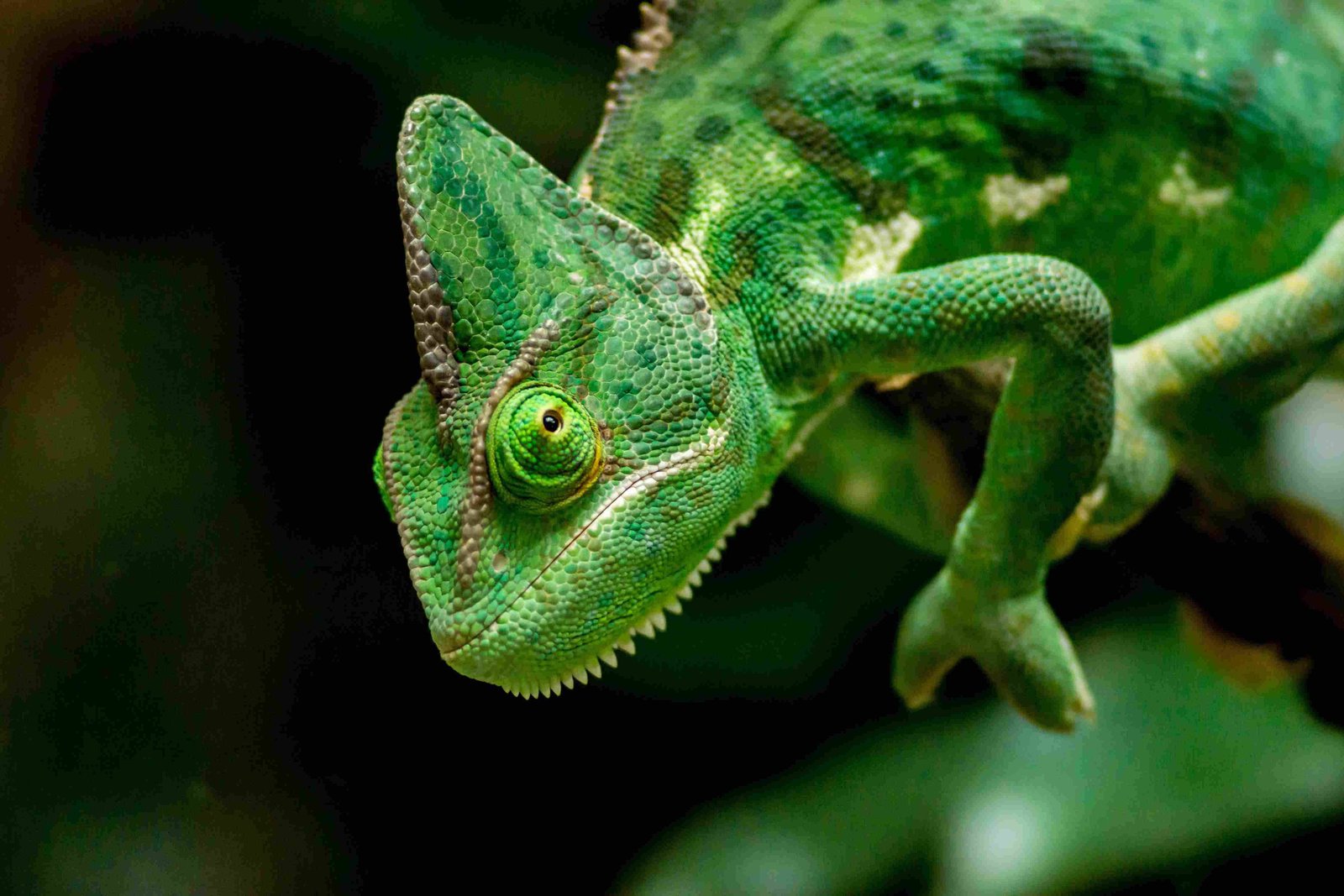 Meller's Chameleon