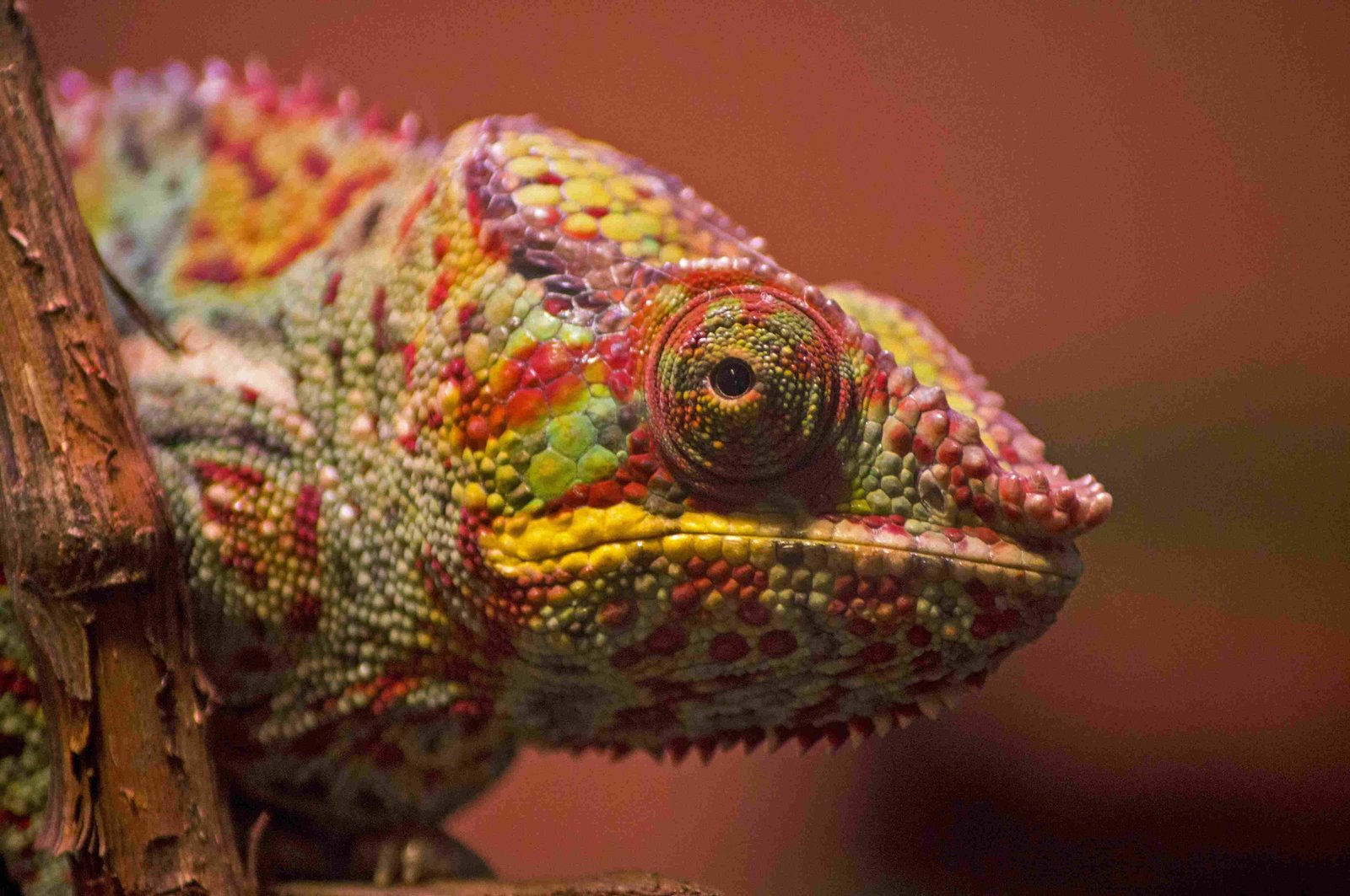 Meller's Chameleon