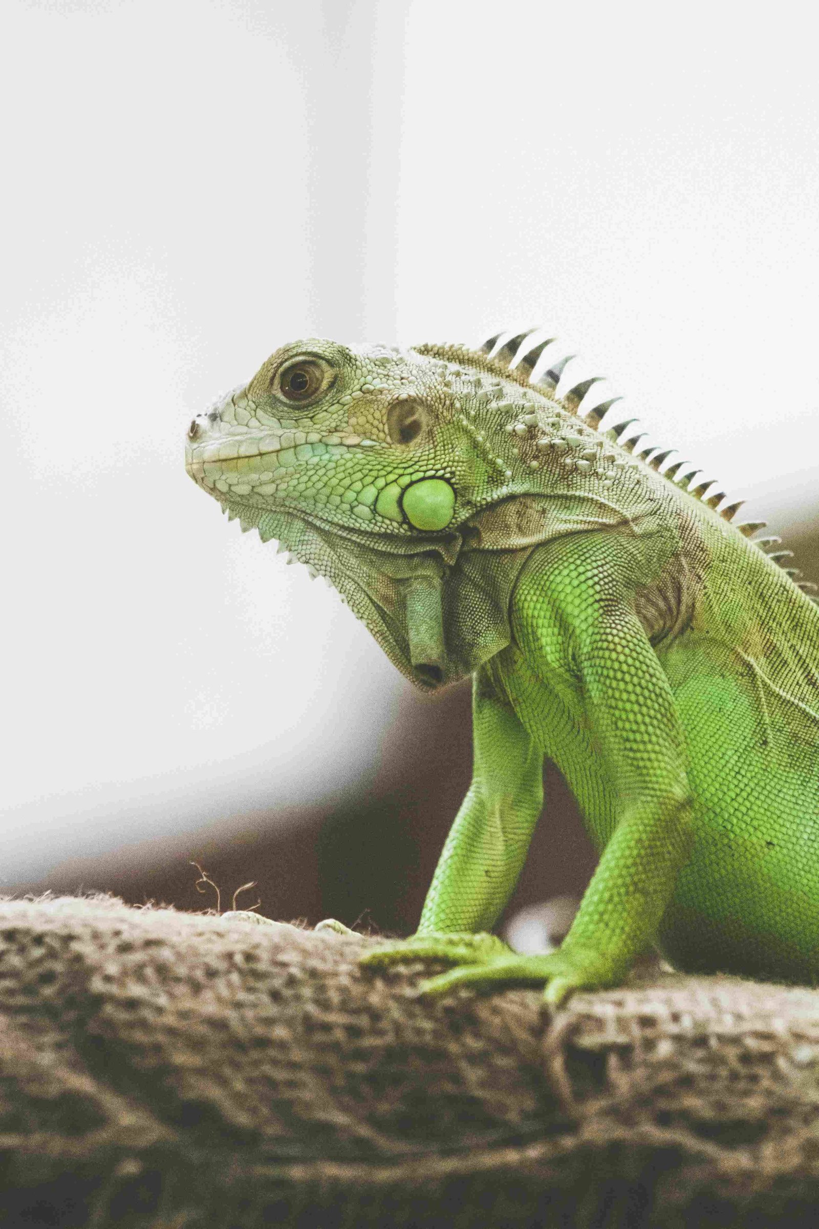 Meller's Chameleon