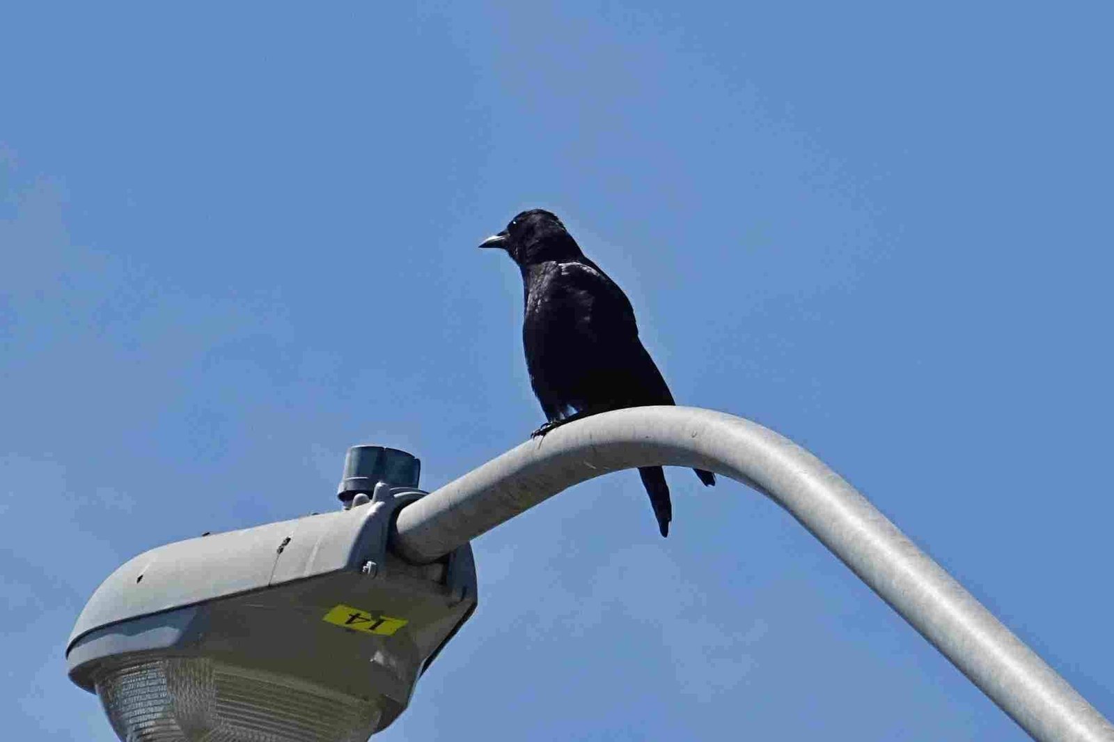 American Crow