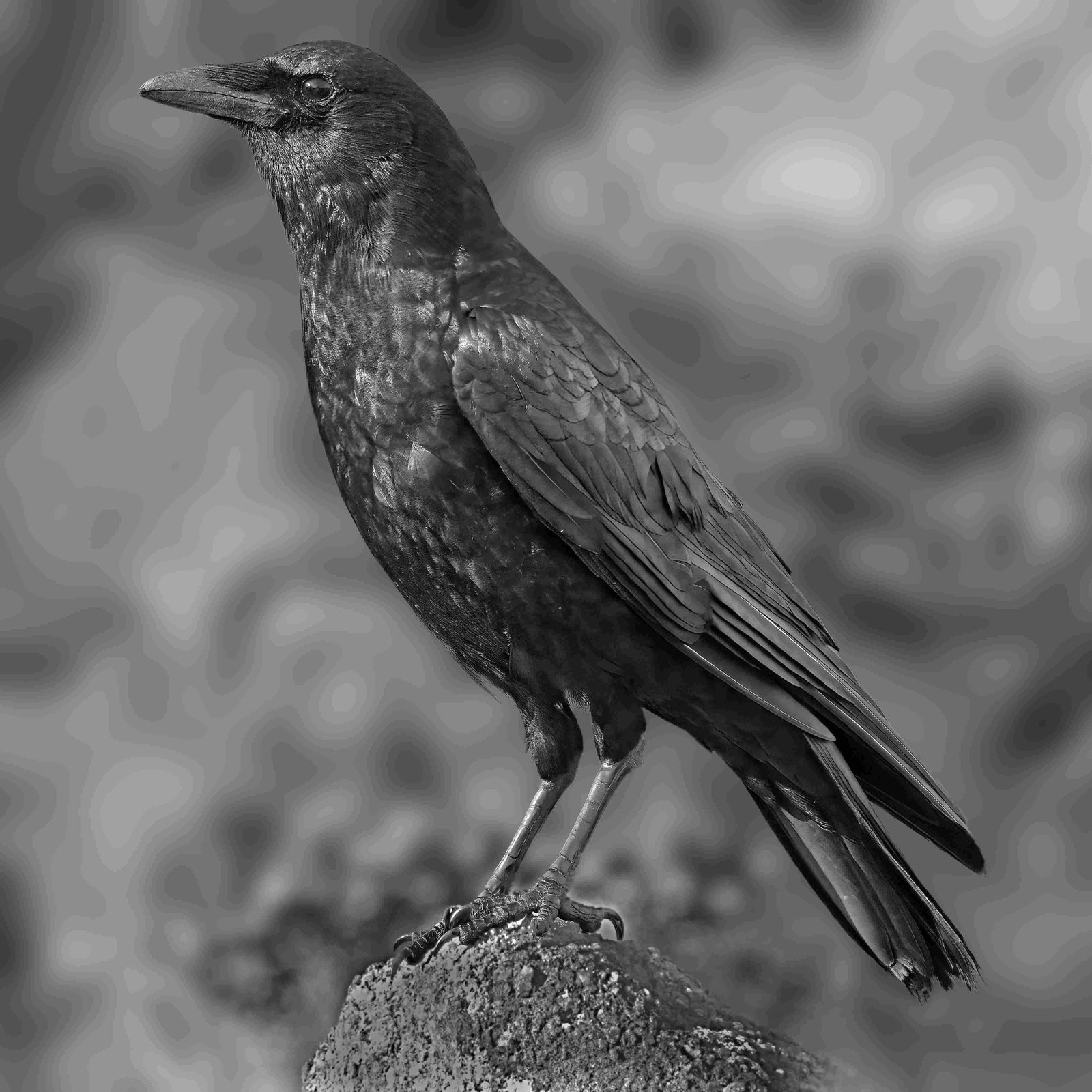 American Crow