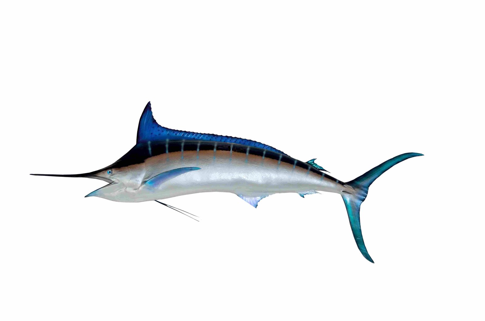 Blue Marlin