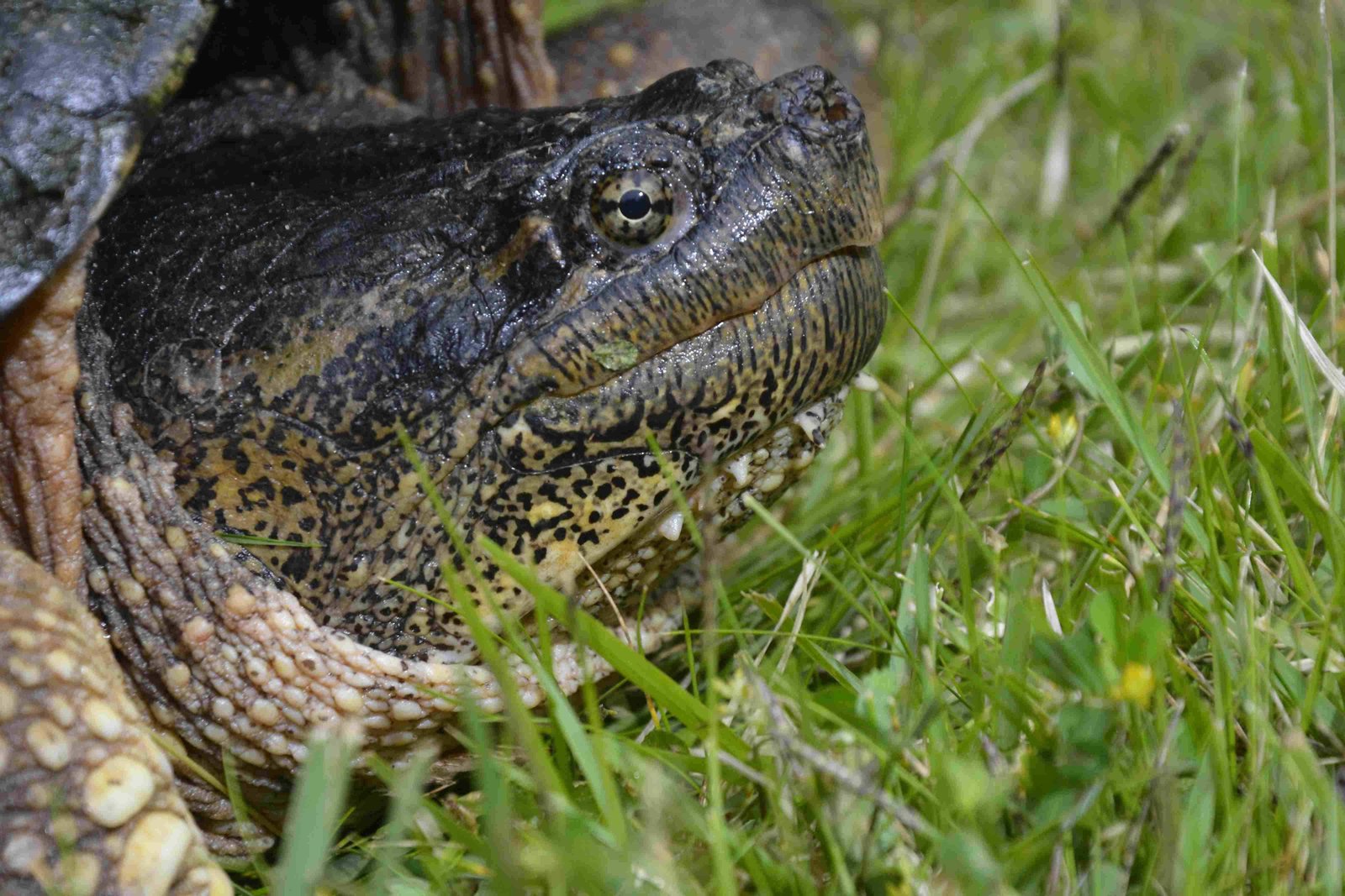 Alligator Snapping Turtle