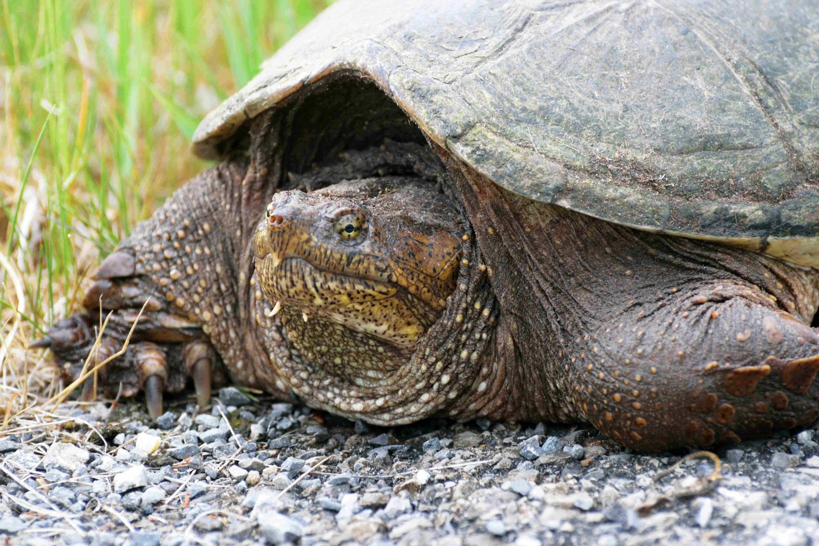 Alligator Snapping Turtle
