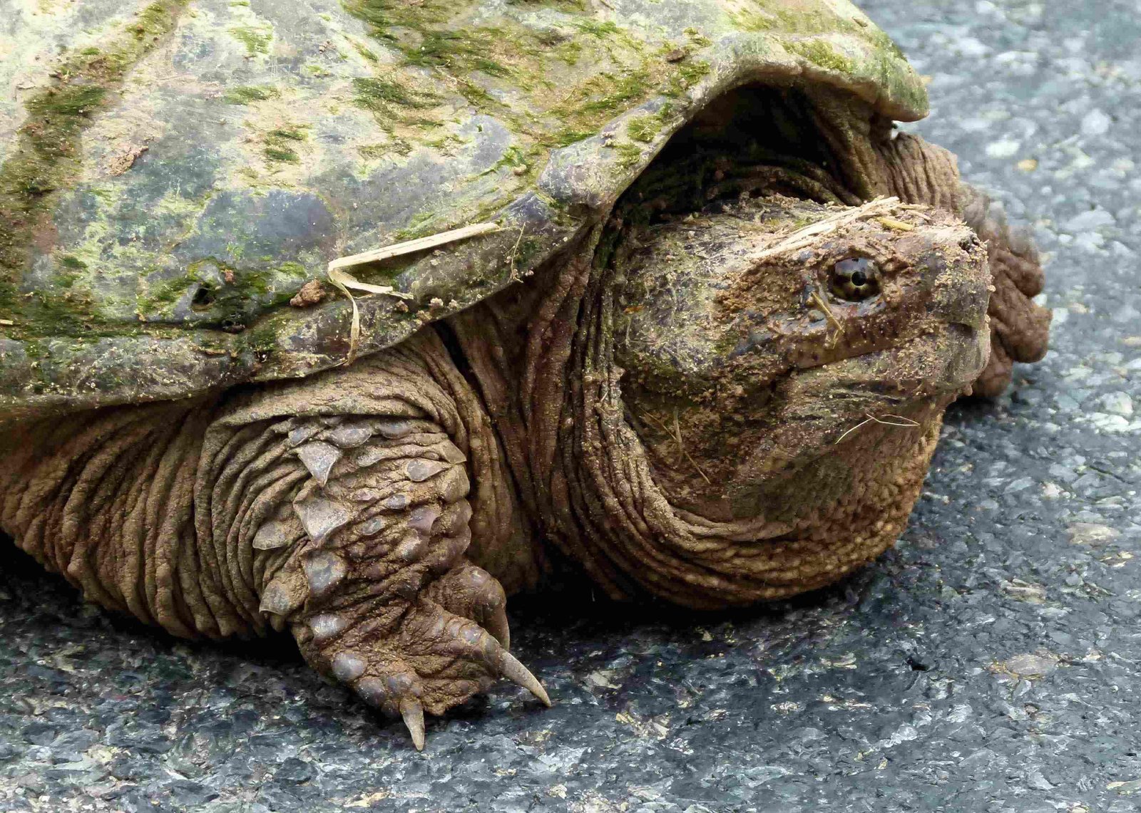Alligator Snapping Turtle