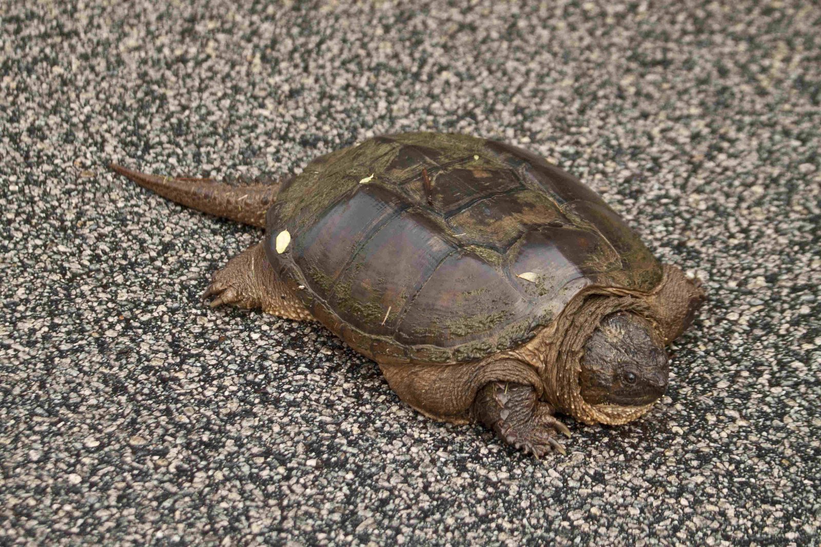 Alligator Snapping Turtle