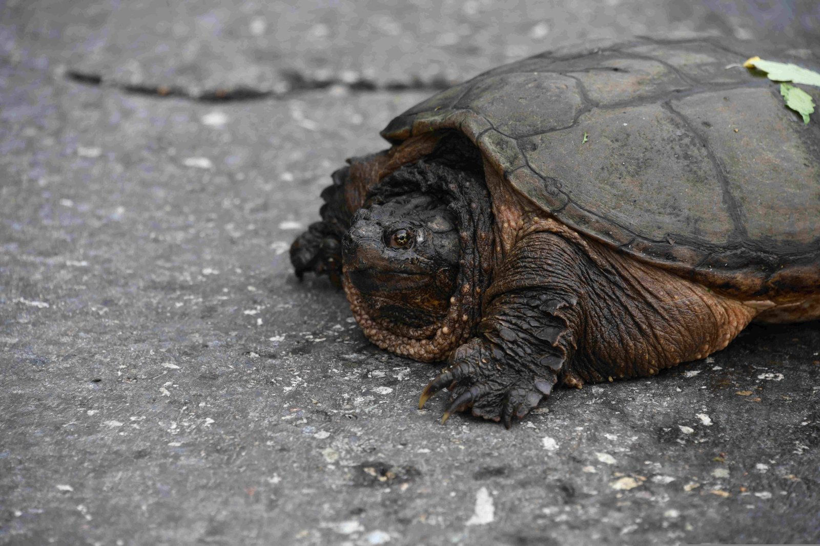 Alligator Snapping Turtle