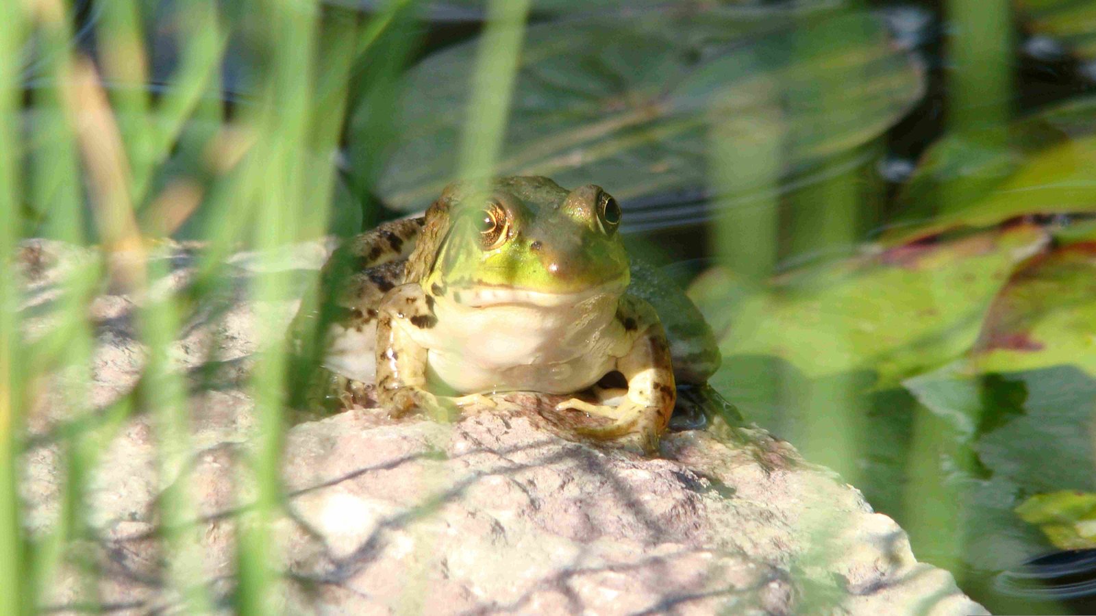 American Bullfrog