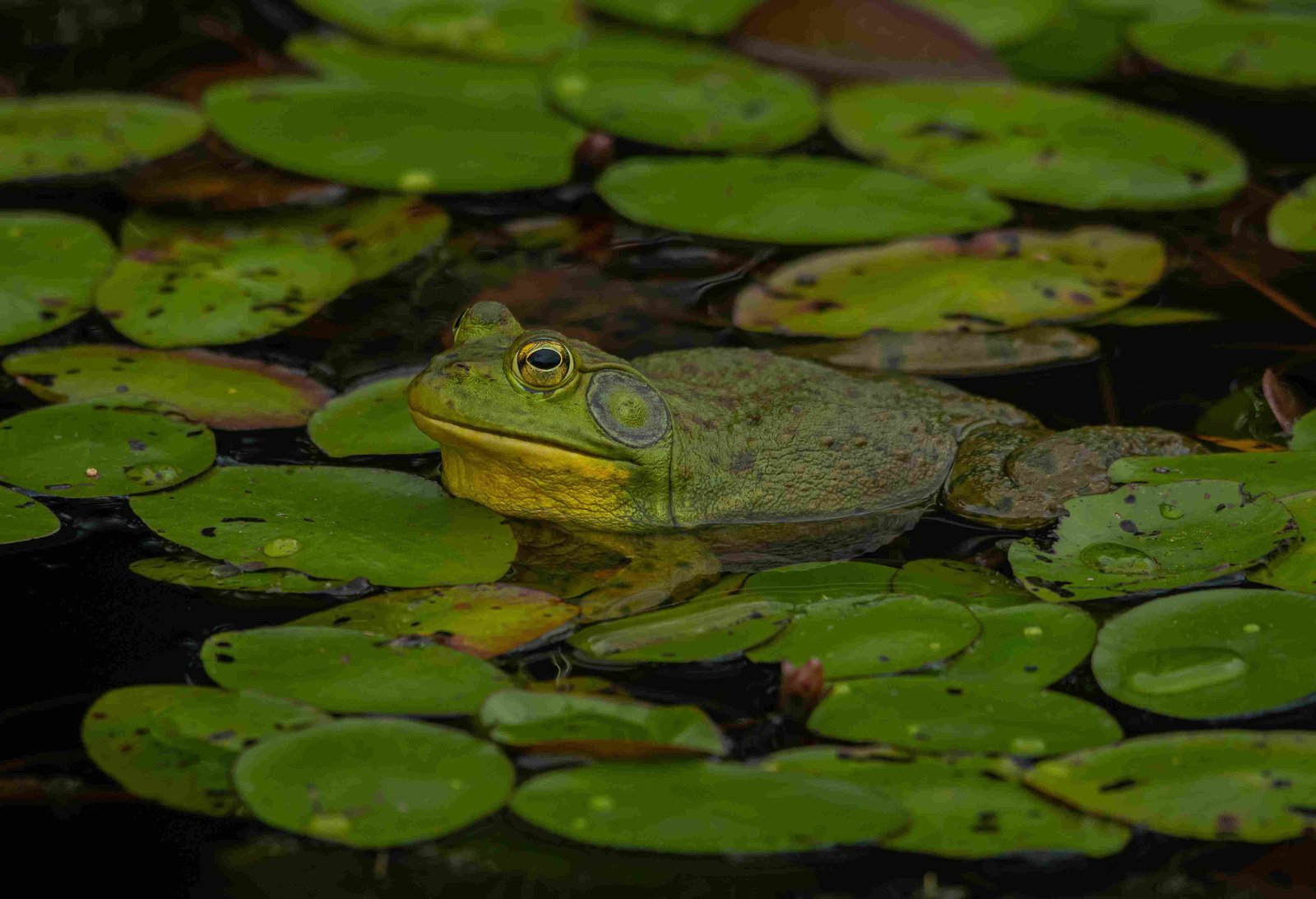 American Bullfrog