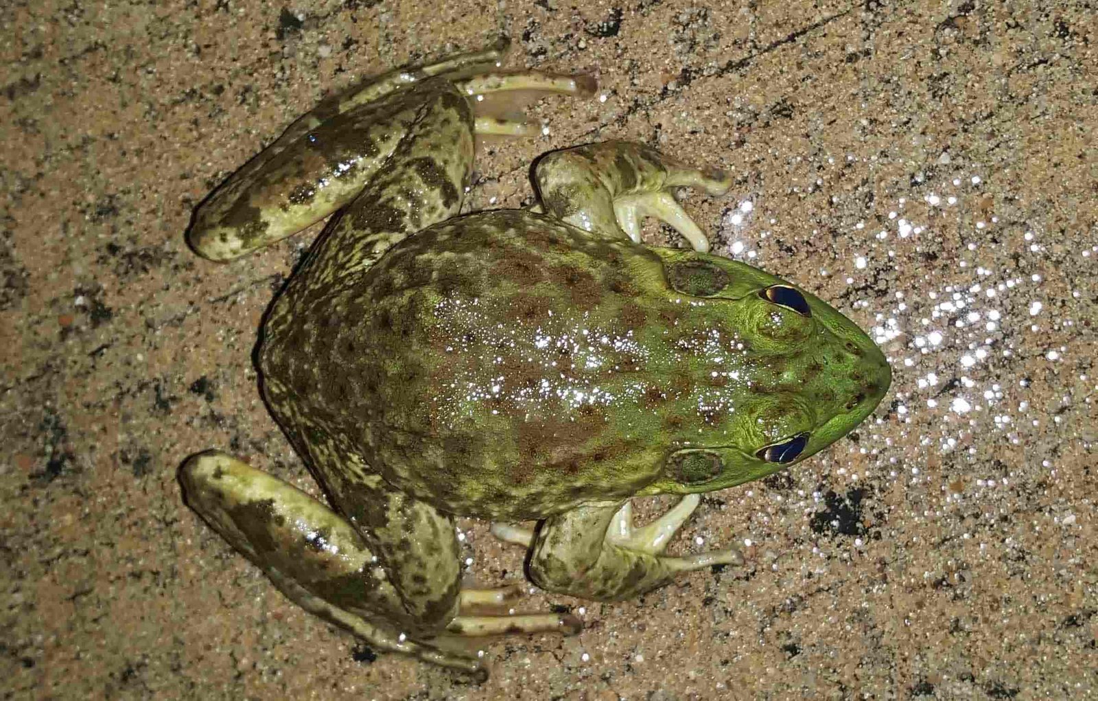 American Bullfrog