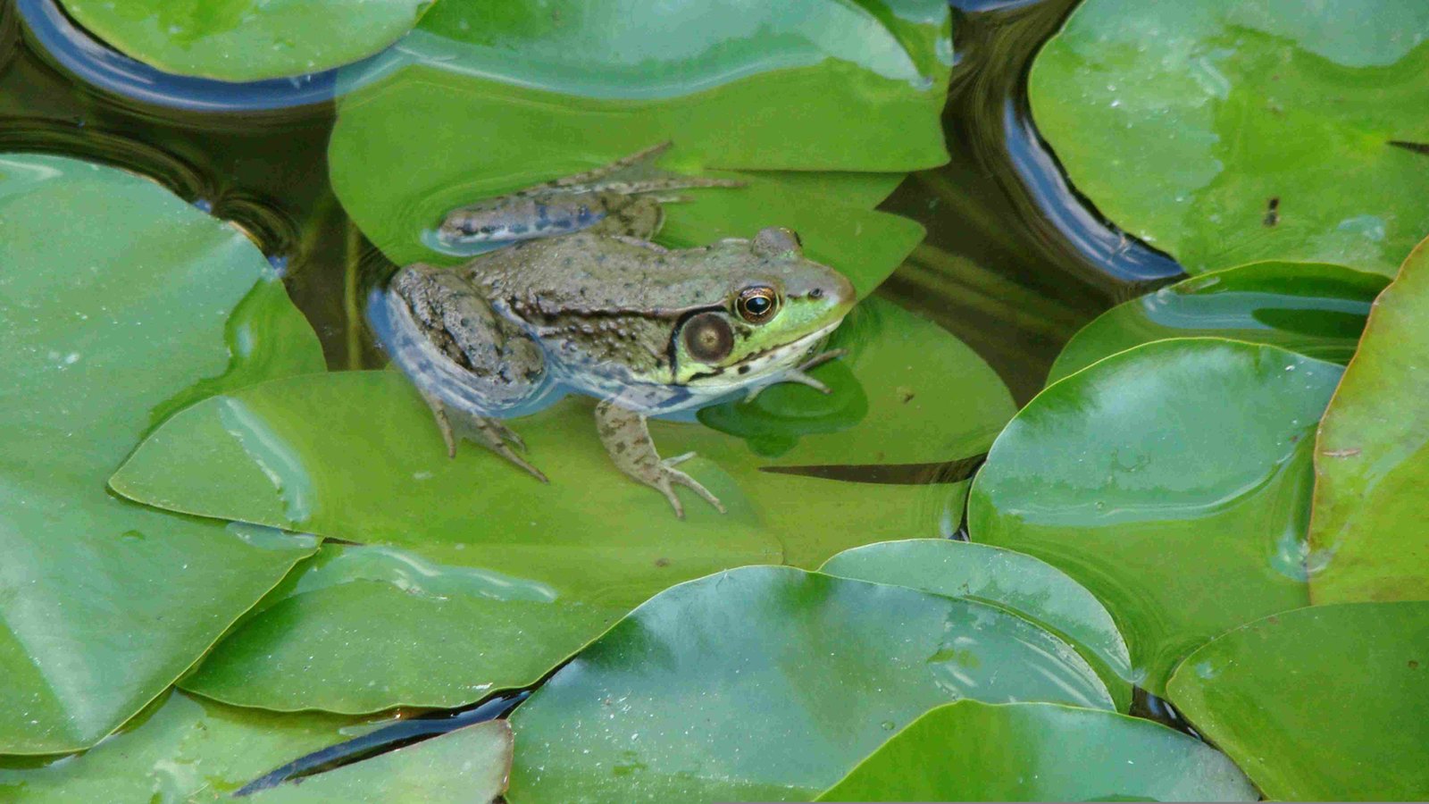 American Bullfrog