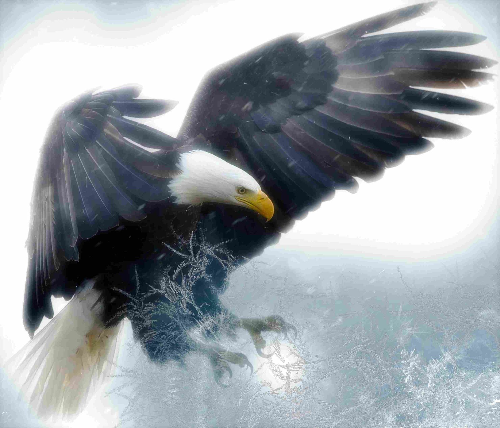 Bald Eagle