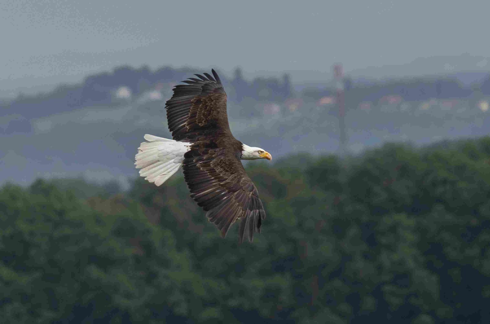 Bald Eagle