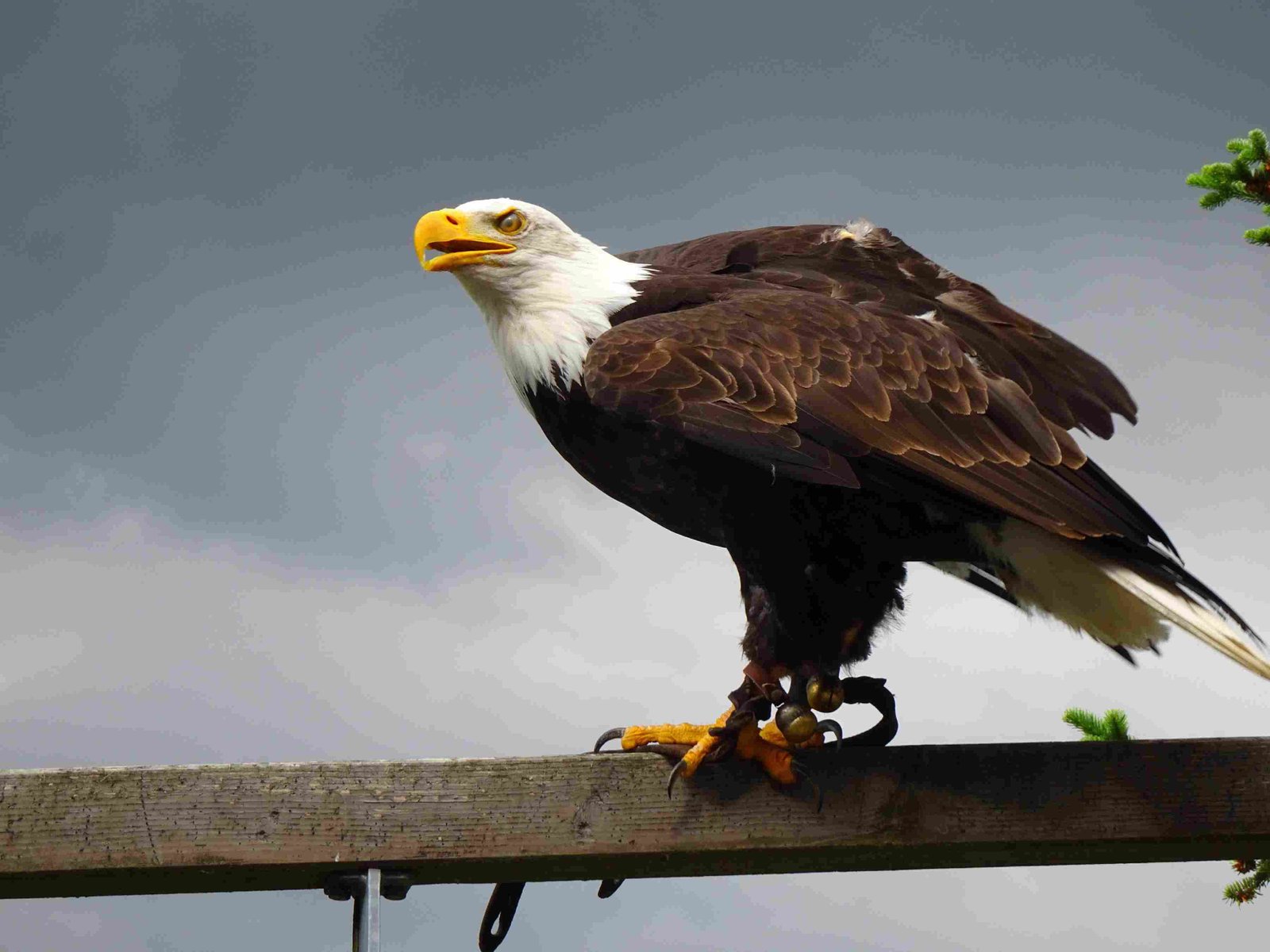 Bald Eagle