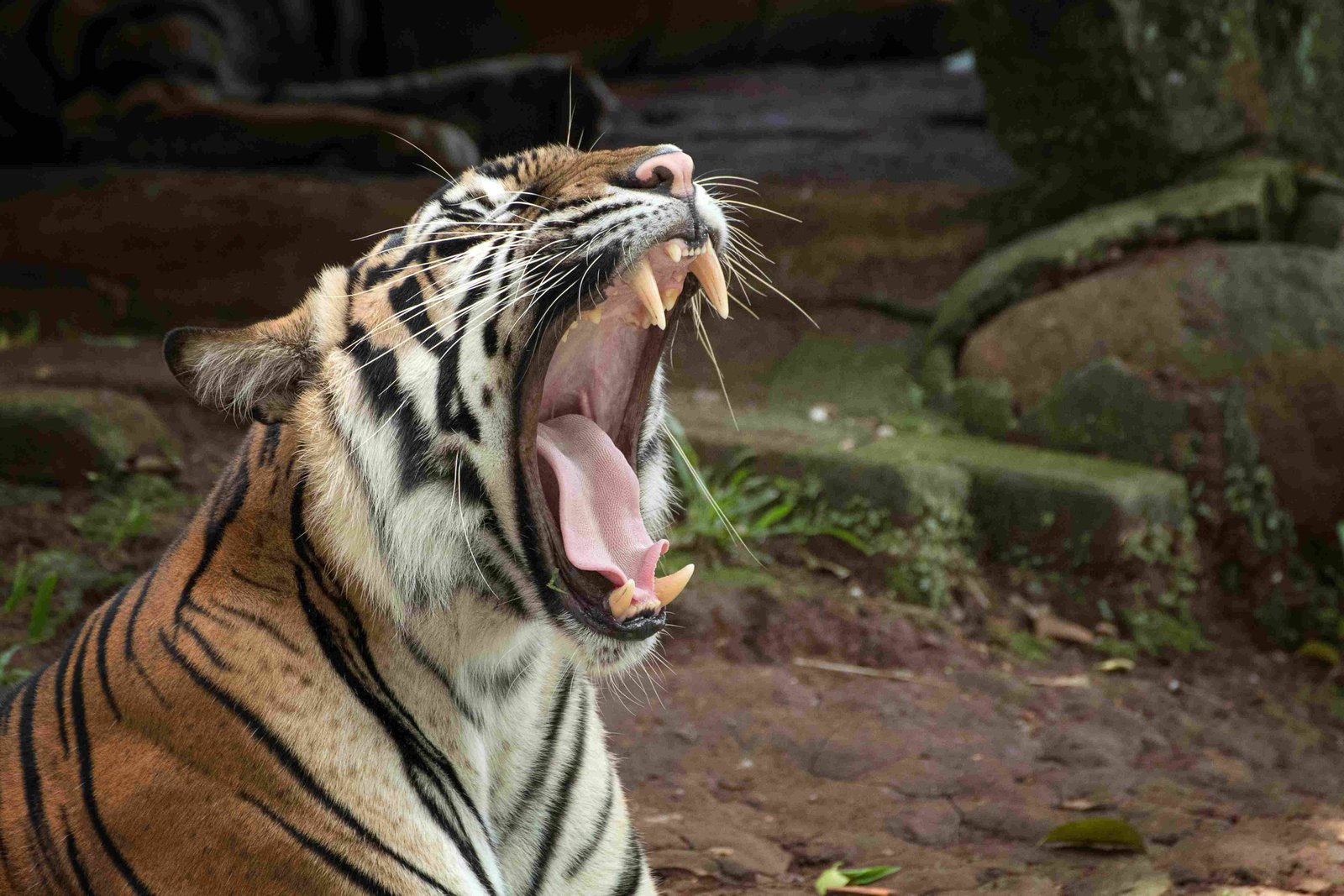 Bengal Tiger
