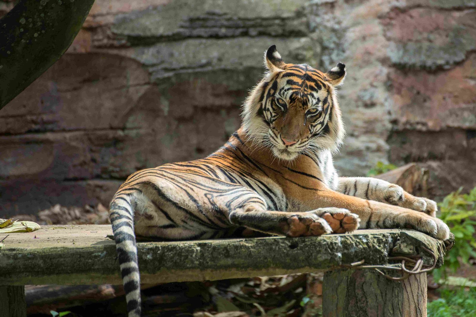 Bengal Tiger