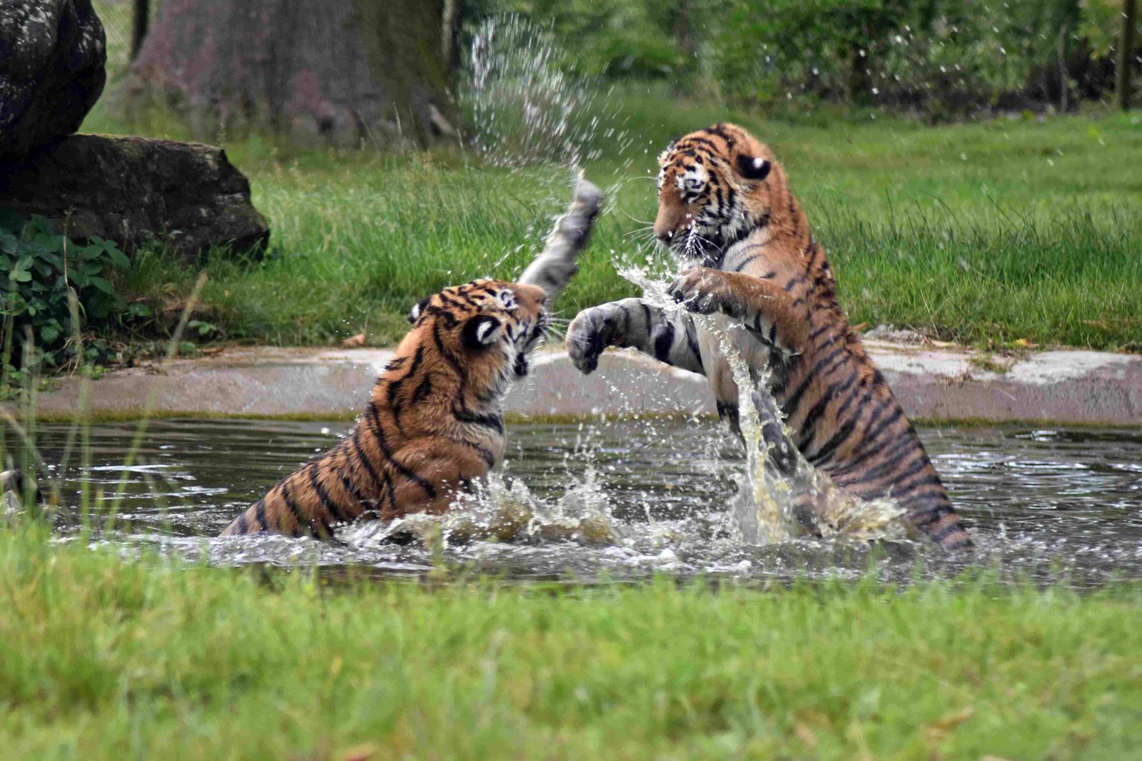 Bengal Tiger