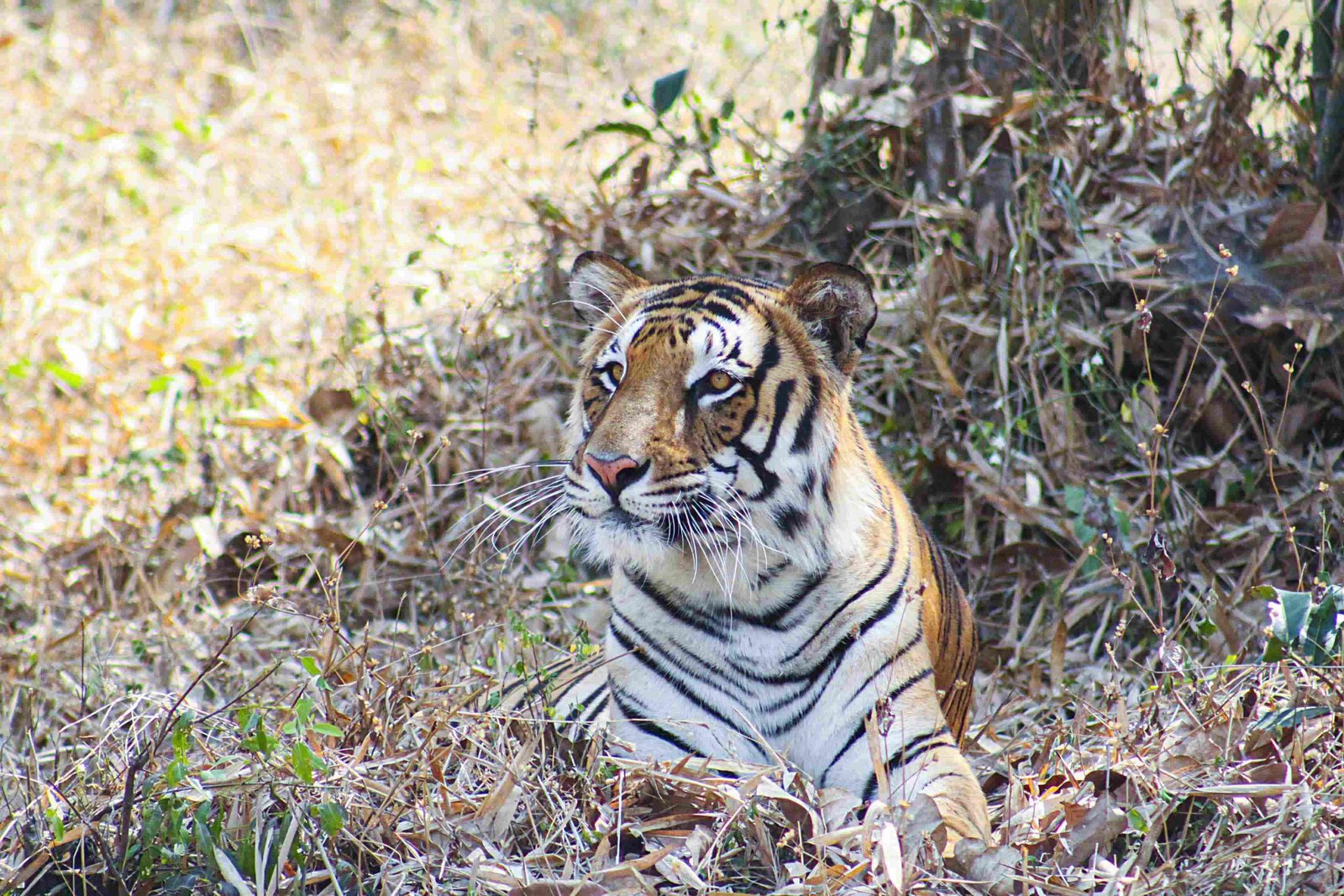 Bengal Tiger