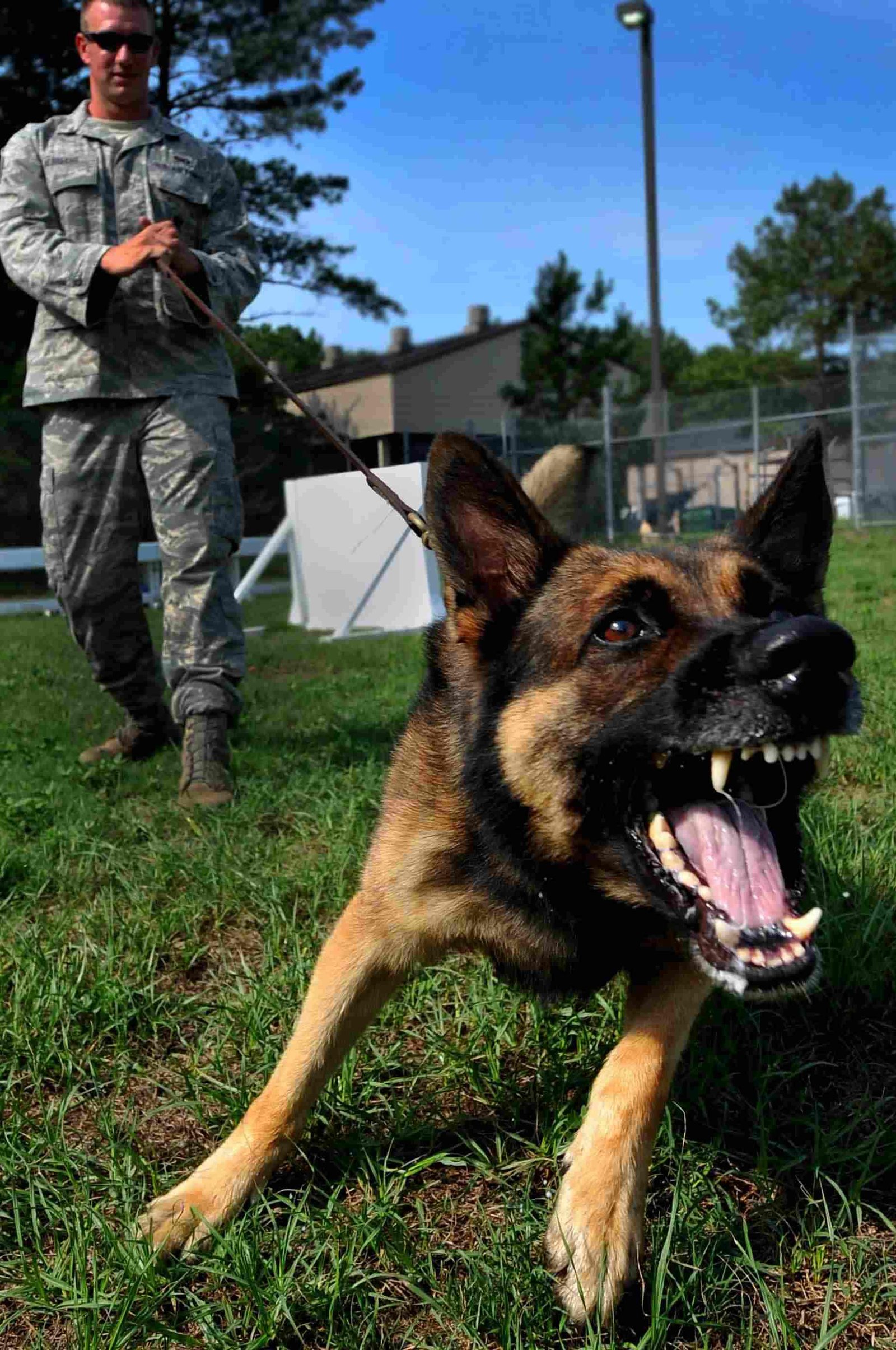 German Shepherd