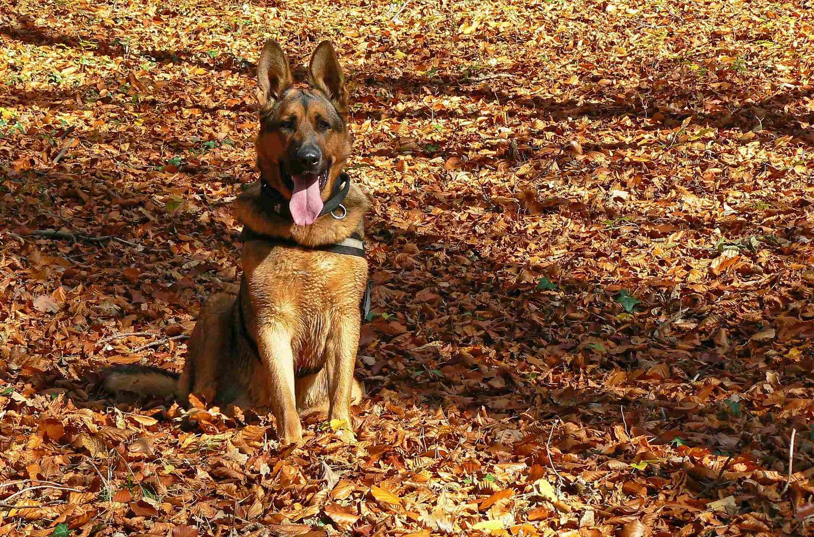 German Shepherd