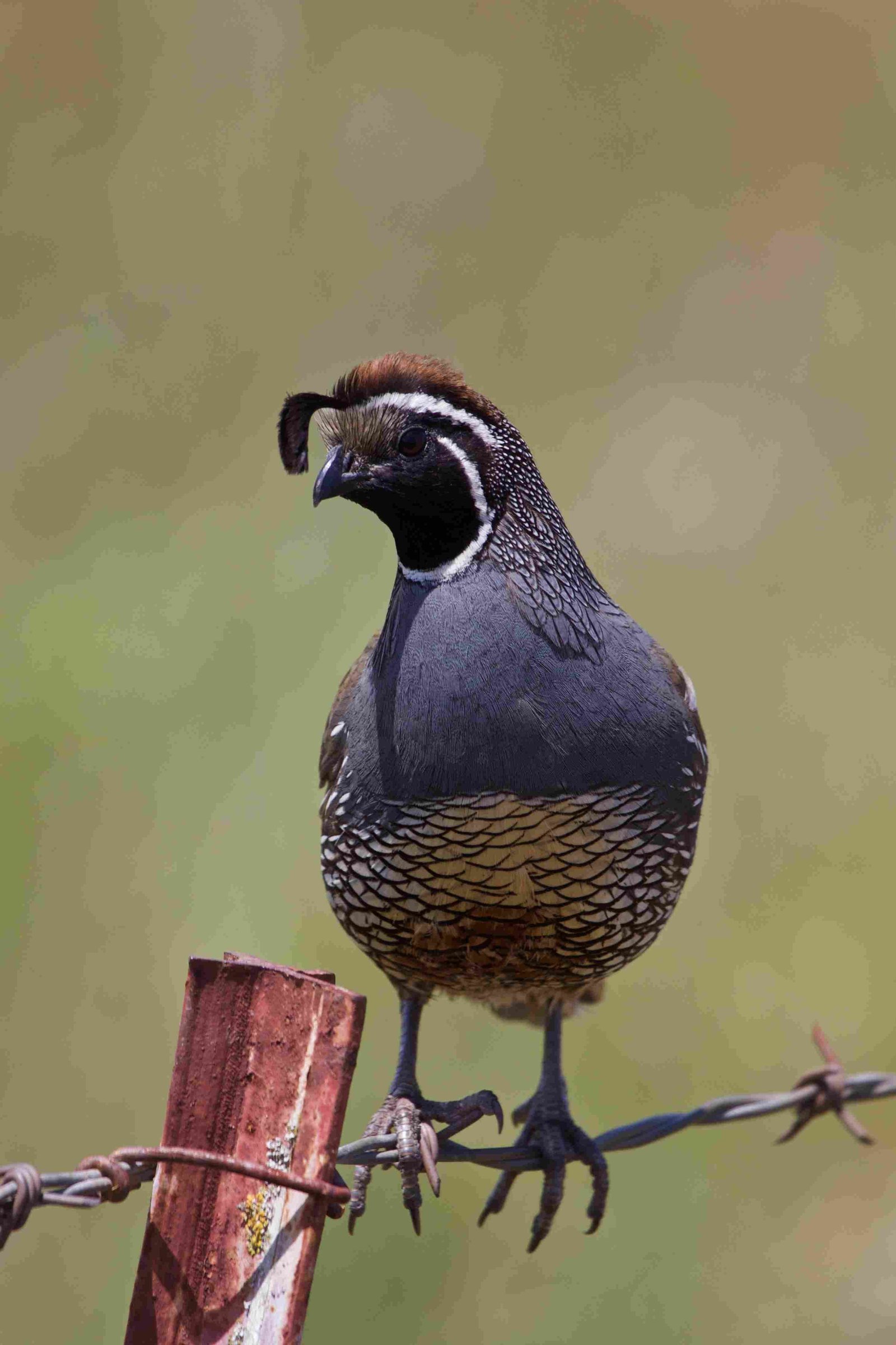 California Quail