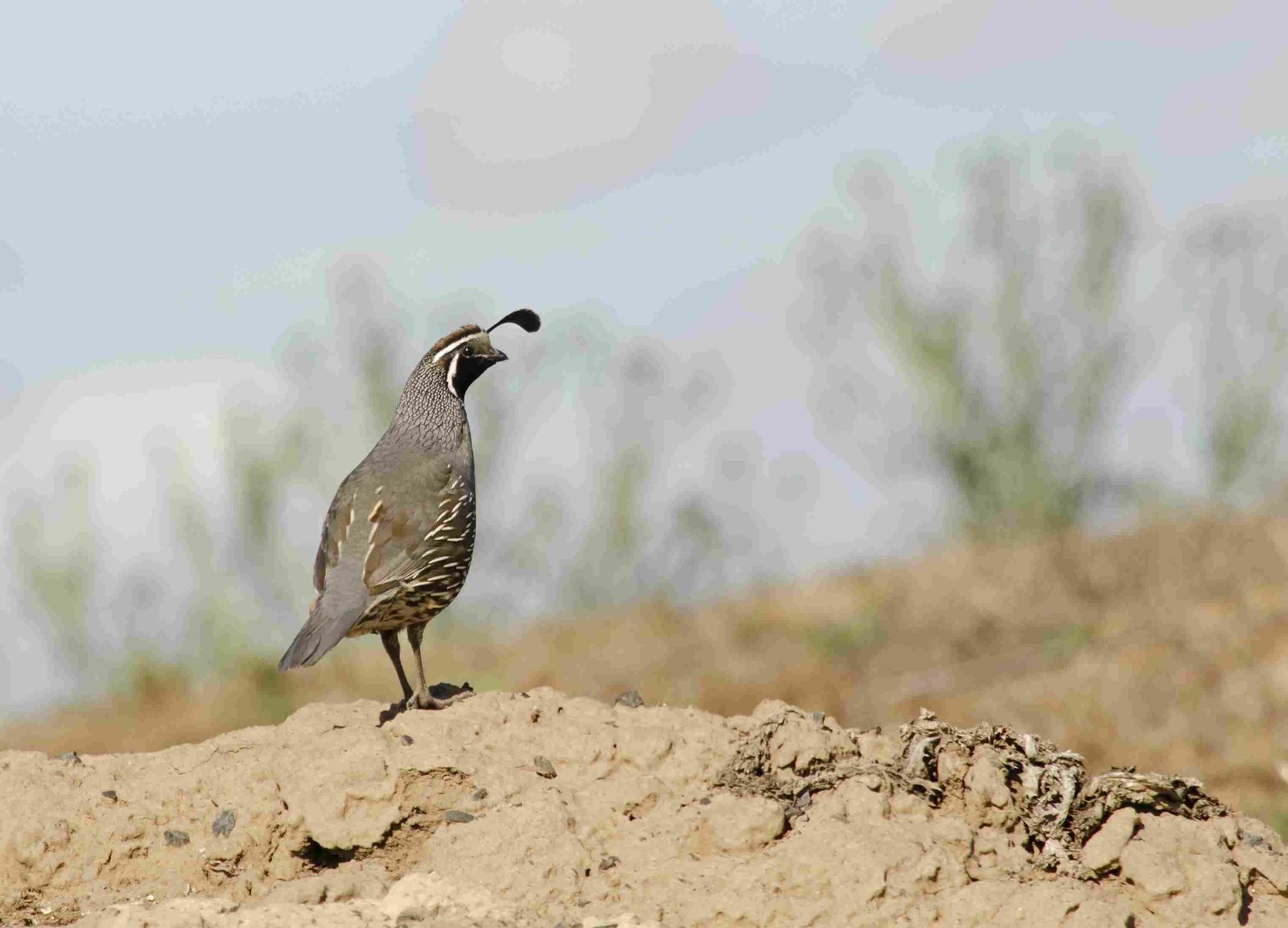 California Quail