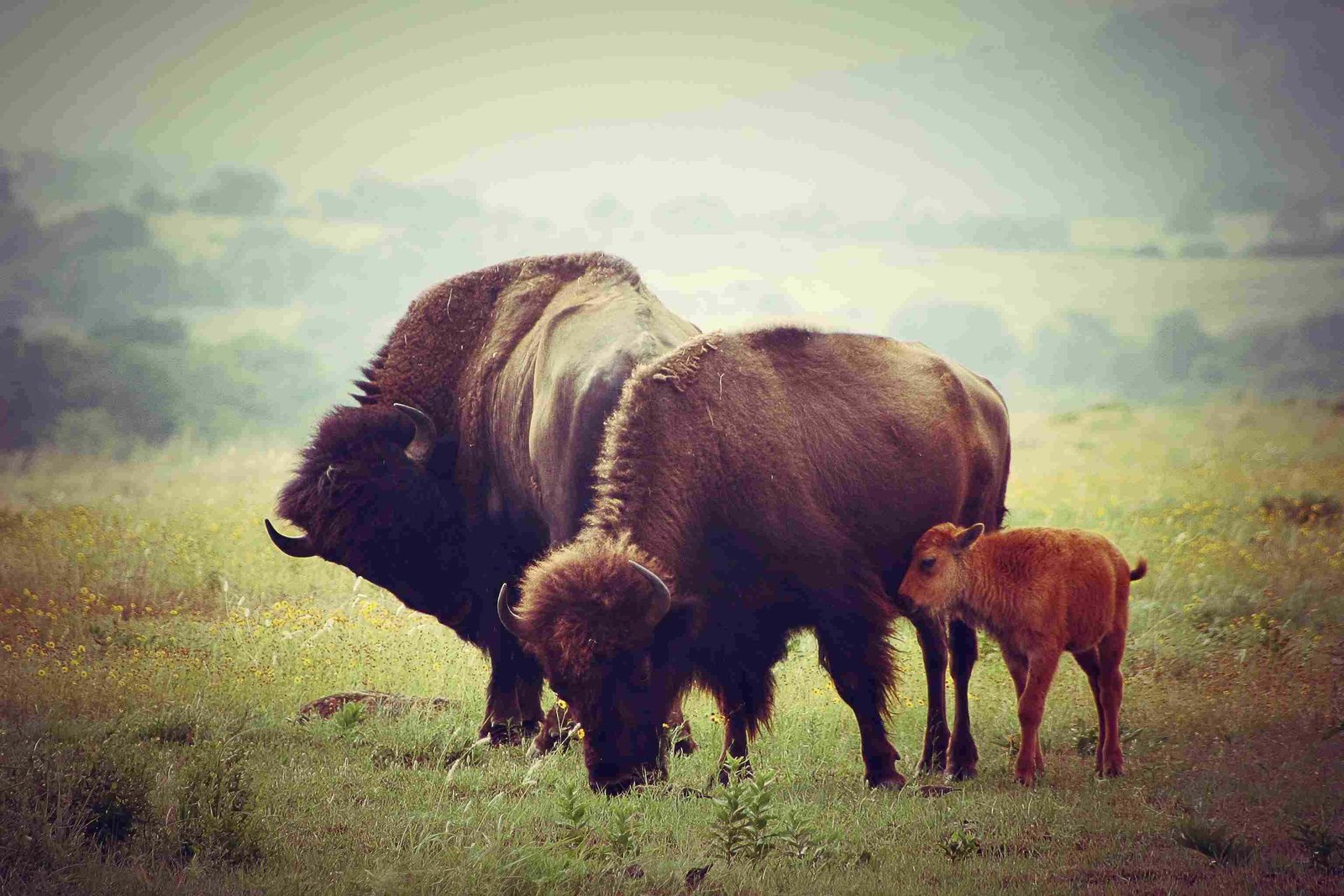 American Bison