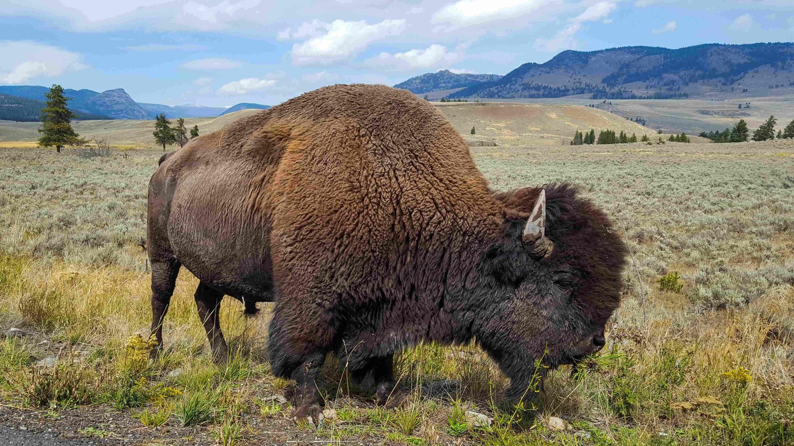 American Bison